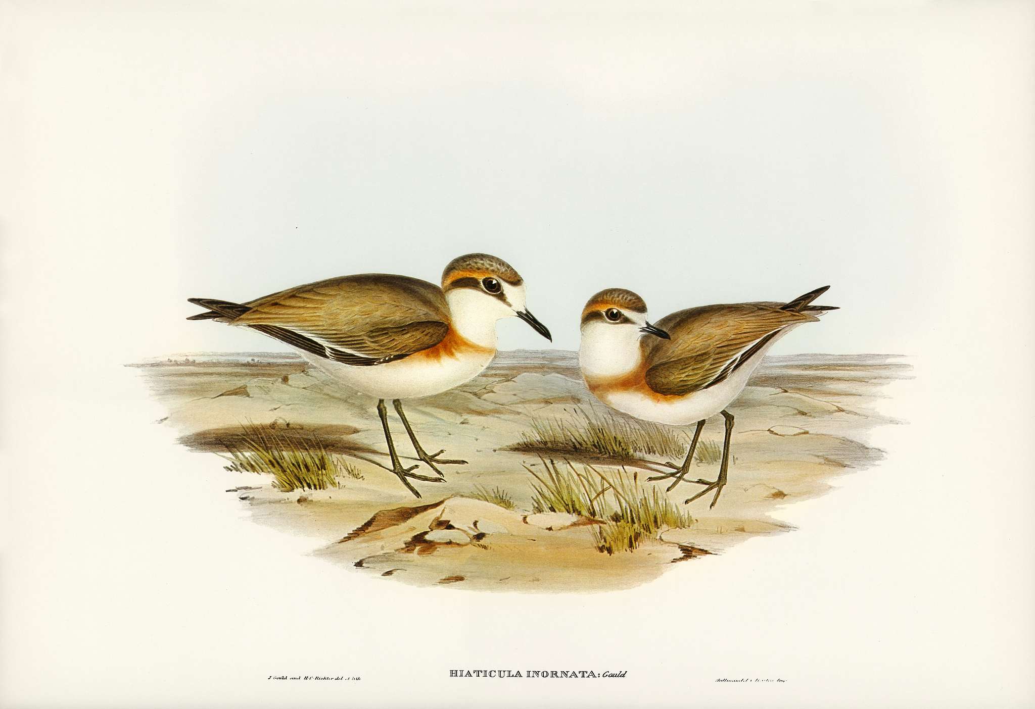 Allied Dottrel (Hiaticula inornata) illustrated by Elizabeth Gould (1804–1841) for John Gould’s (1804-1881)... Allied Dottrel (Hiaticula inornata) illustrated by Elizabeth Gould (1804–1841) for John Gould’s (1804-1881)...