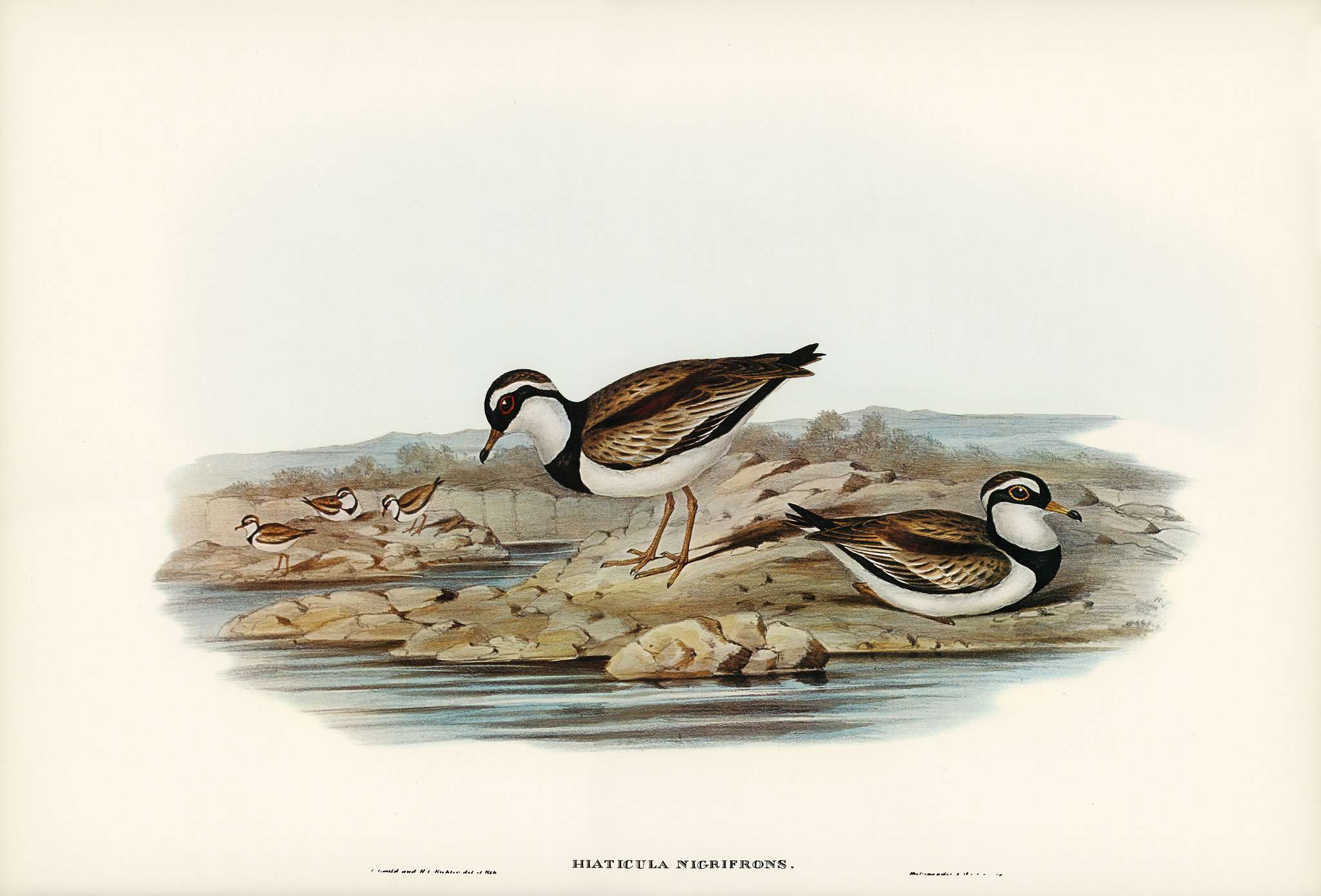 Black-fronted Dottrel (Hiaticula nigrifrons) illustrated by Elizabeth Gould (1804–1841) for John Gould’s (1804-... Black-fronted Dottrel (Hiaticula nigrifrons) illustrated by Elizabeth Gould (1804–1841) for John Gould’s (1804-...