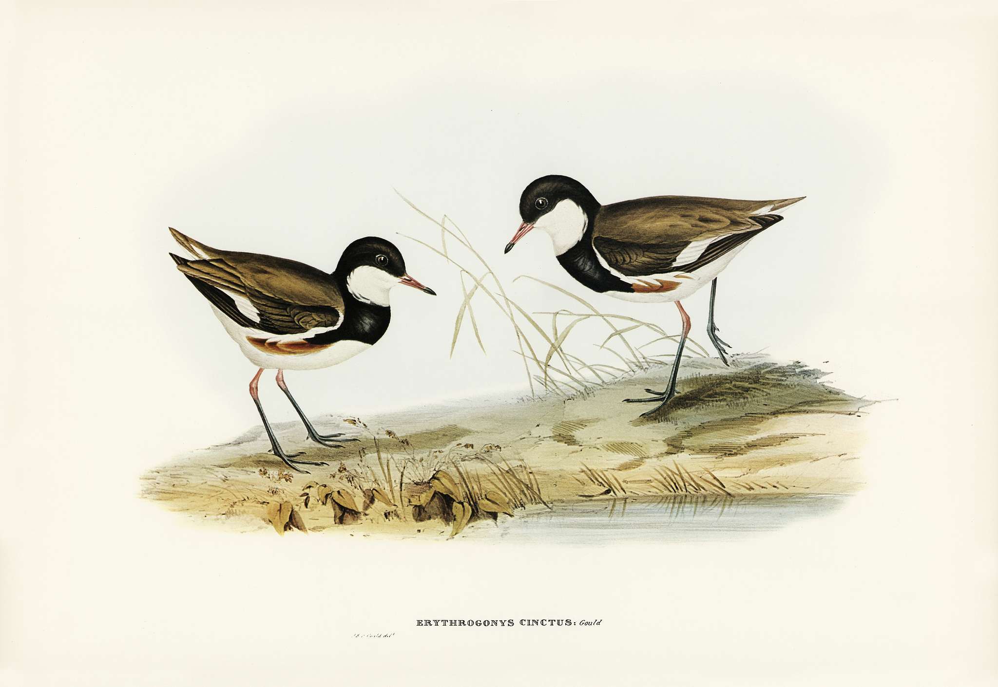 Banded Red Knee (Erythrogonys cinctus) illustrated by Elizabeth Gould (1804–1841) for John Gould’s (1804-1881)... Banded Red Knee (Erythrogonys cinctus) illustrated by Elizabeth Gould (1804–1841) for John Gould’s (1804-1881)...