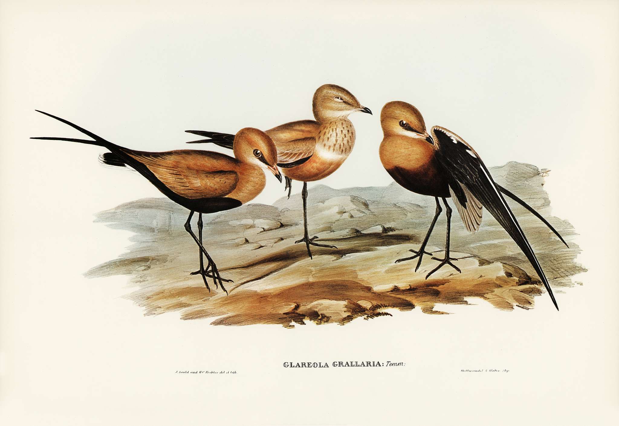 Australian Pratincole (Glareola grallaria) illustrated by Elizabeth Gould (1804–1841) for John Gould’s (1804-... Australian Pratincole (Glareola grallaria) illustrated by Elizabeth Gould (1804–1841) for John Gould’s (1804-...
