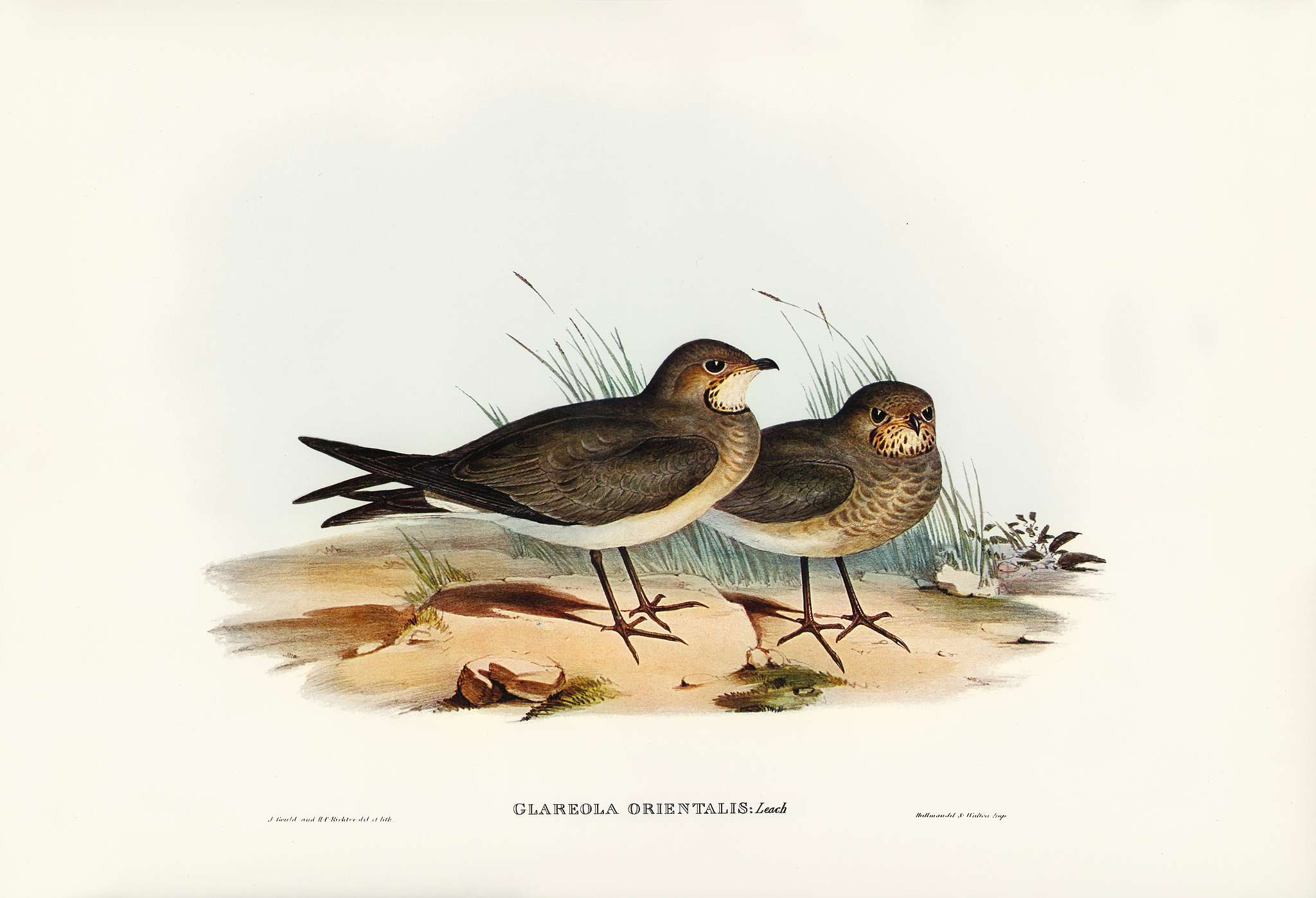 Oriental Pratincole (Glareola Orientalis) illustrated by Elizabeth Gould (1804–1841) for John Gould’s (1804-1881... Oriental Pratincole (Glareola Orientalis) illustrated by Elizabeth Gould (1804–1841) for John Gould’s (1804-1881...