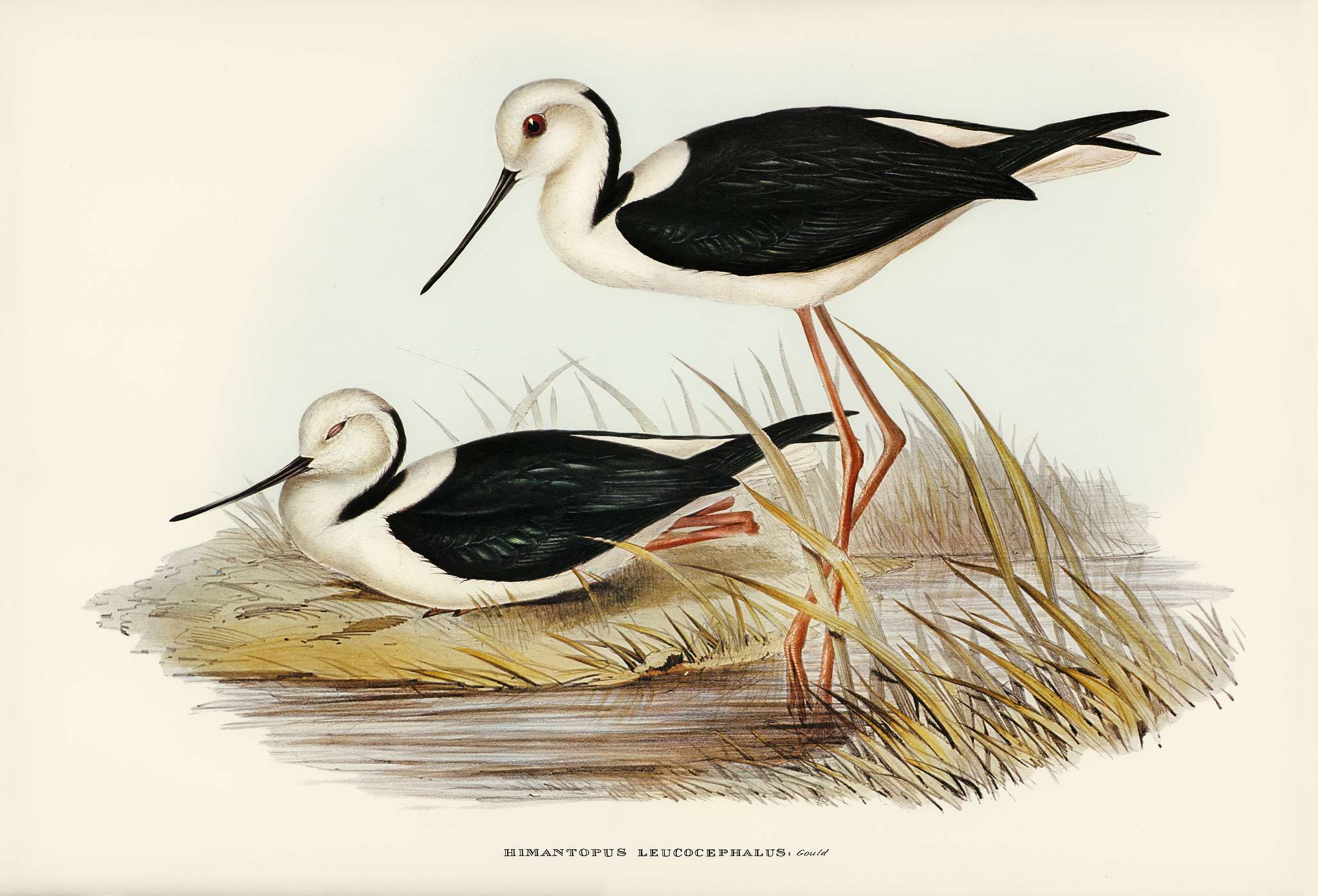 White-headed Stilt (Himantopus leucocephalus) illustrated by Elizabeth Gould (1804–1841) for John Gould’s (1804-... White-headed Stilt (Himantopus leucocephalus) illustrated by Elizabeth Gould (1804–1841) for John Gould’s (1804-...