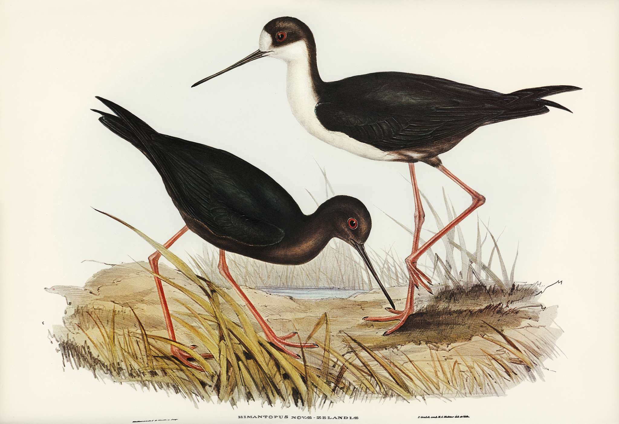 New Zealand Stilt (Himantopus Novae-Zelandiae) illustrated by Elizabeth Gould (1804–1841) for John Gould’s (1804... New Zealand Stilt (Himantopus Novae-Zelandiae) illustrated by Elizabeth Gould (1804–1841) for John Gould’s (1804...