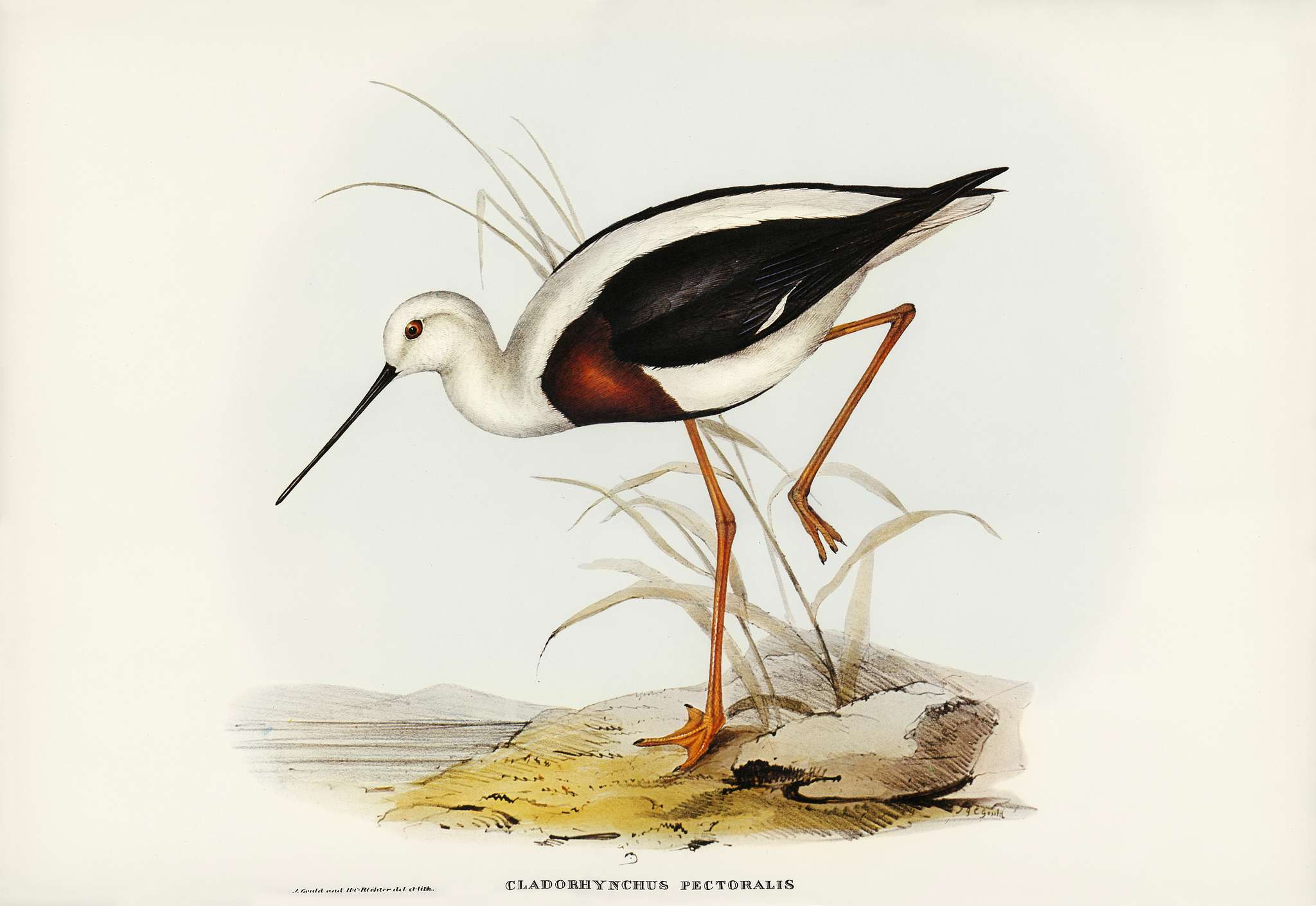 Banded Stilt (Chladorhynchus pectoralis) illustrated by Elizabeth Gould (1804–1841) for John Gould’s (1804-1881... Banded Stilt (Chladorhynchus pectoralis) illustrated by Elizabeth Gould (1804–1841) for John Gould’s (1804-1881...