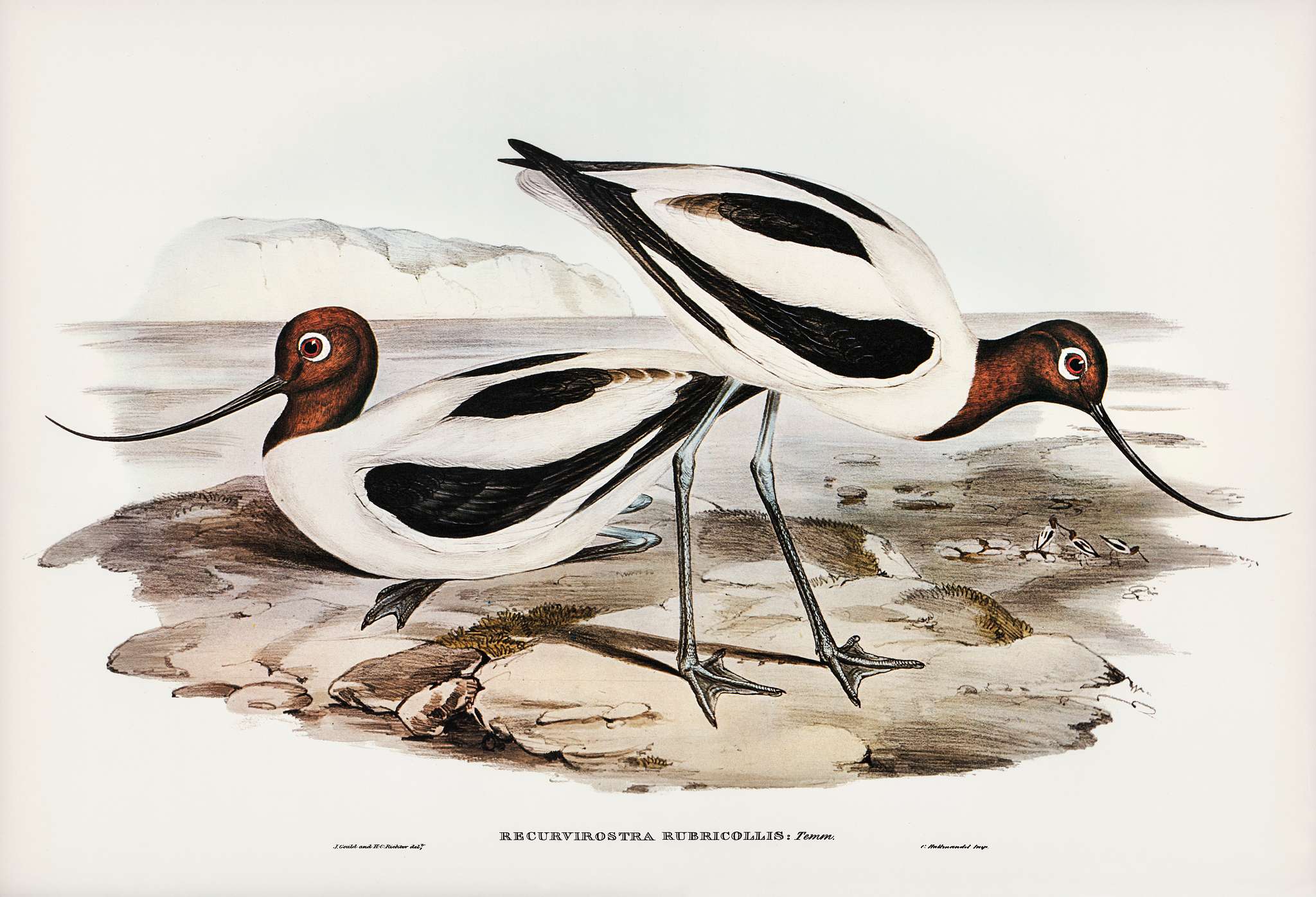 Red-necked Avocet (Recurvirostris rubricollis) illustrated by Elizabeth Gould (1804–1841) for John Gould’s (1804... Red-necked Avocet (Recurvirostris rubricollis) illustrated by Elizabeth Gould (1804–1841) for John Gould’s (1804...