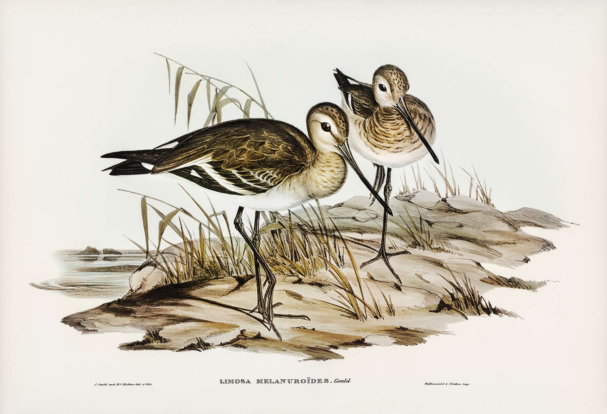 Black-tailed Godwit (Limosa Melanuroides) illustrated by Elizabeth Gould (1804–1841) for John Gould’s (1804-1881... Black-tailed Godwit (Limosa Melanuroides) illustrated by Elizabeth Gould (1804–1841) for John Gould’s (1804-1881...