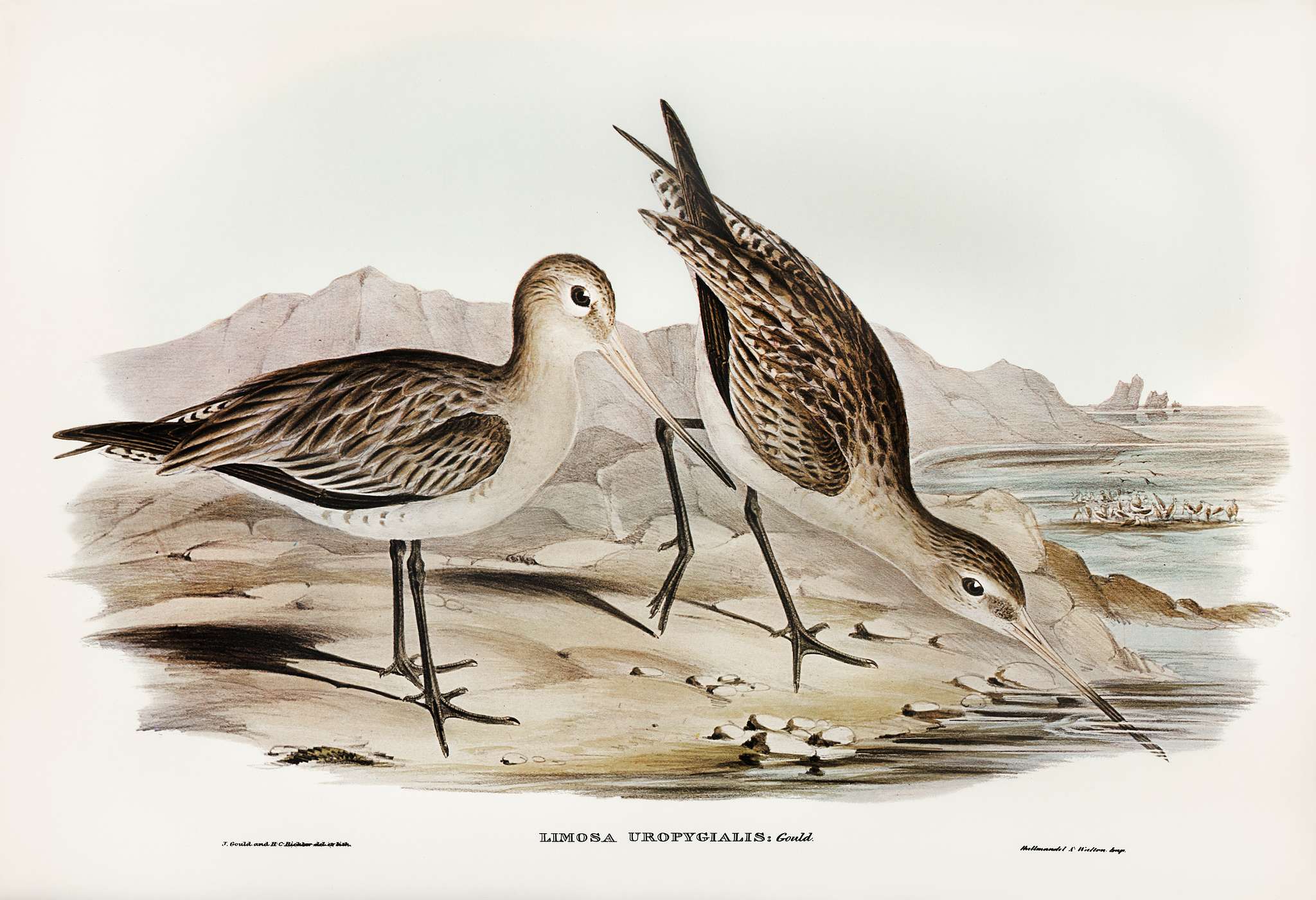 Barred-rumped Godwit (Limosa uropygialis) illustrated by Elizabeth Gould (1804–1841) for John Gould’s (1804-1881... Barred-rumped Godwit (Limosa uropygialis) illustrated by Elizabeth Gould (1804–1841) for John Gould’s (1804-1881...