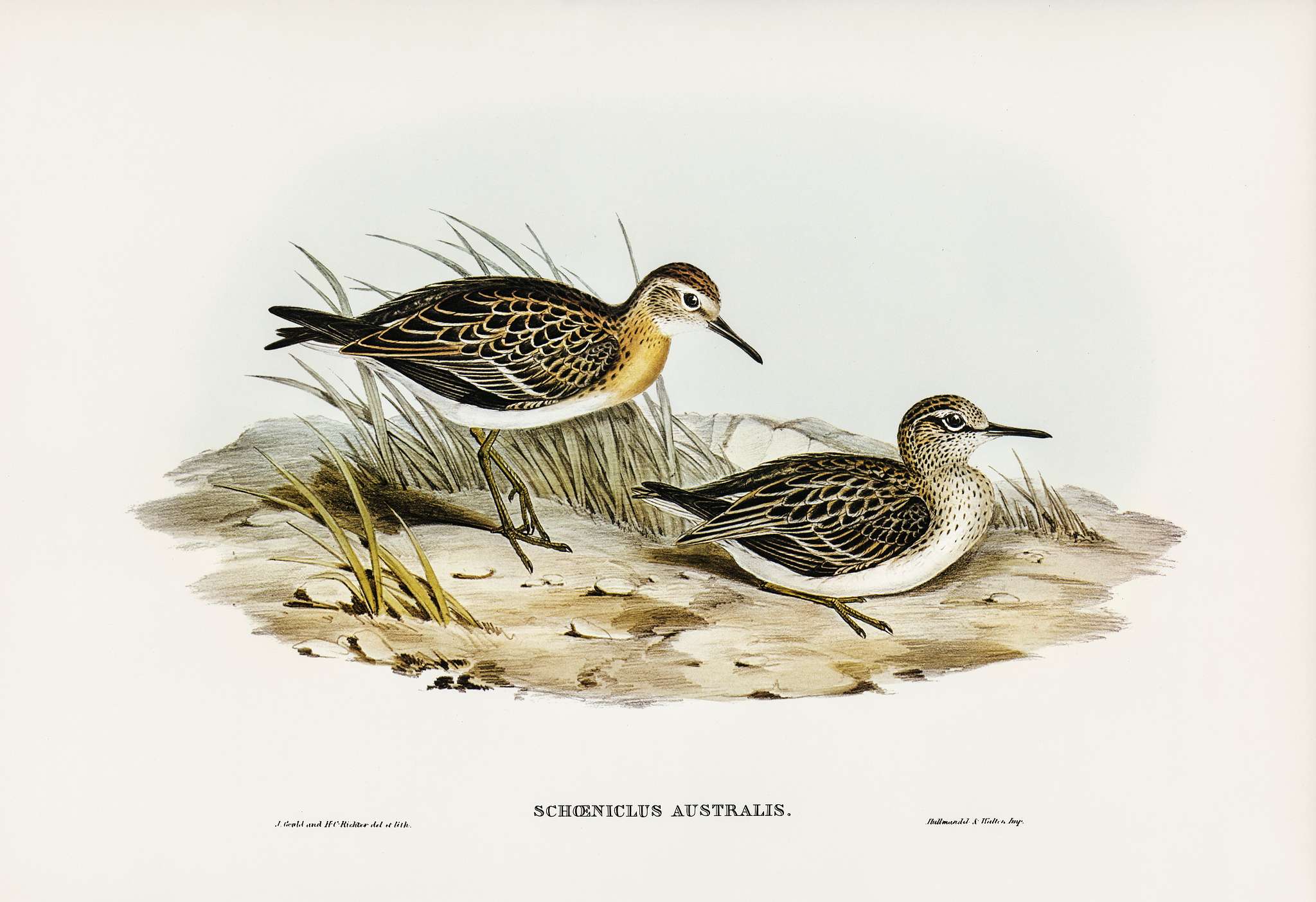 Australian Tringa (Schoeniclus Australis) illustrated by Elizabeth Gould (1804–1841) for John Gould’s (1804-1881... Australian Tringa (Schoeniclus Australis) illustrated by Elizabeth Gould (1804–1841) for John Gould’s (1804-1881...