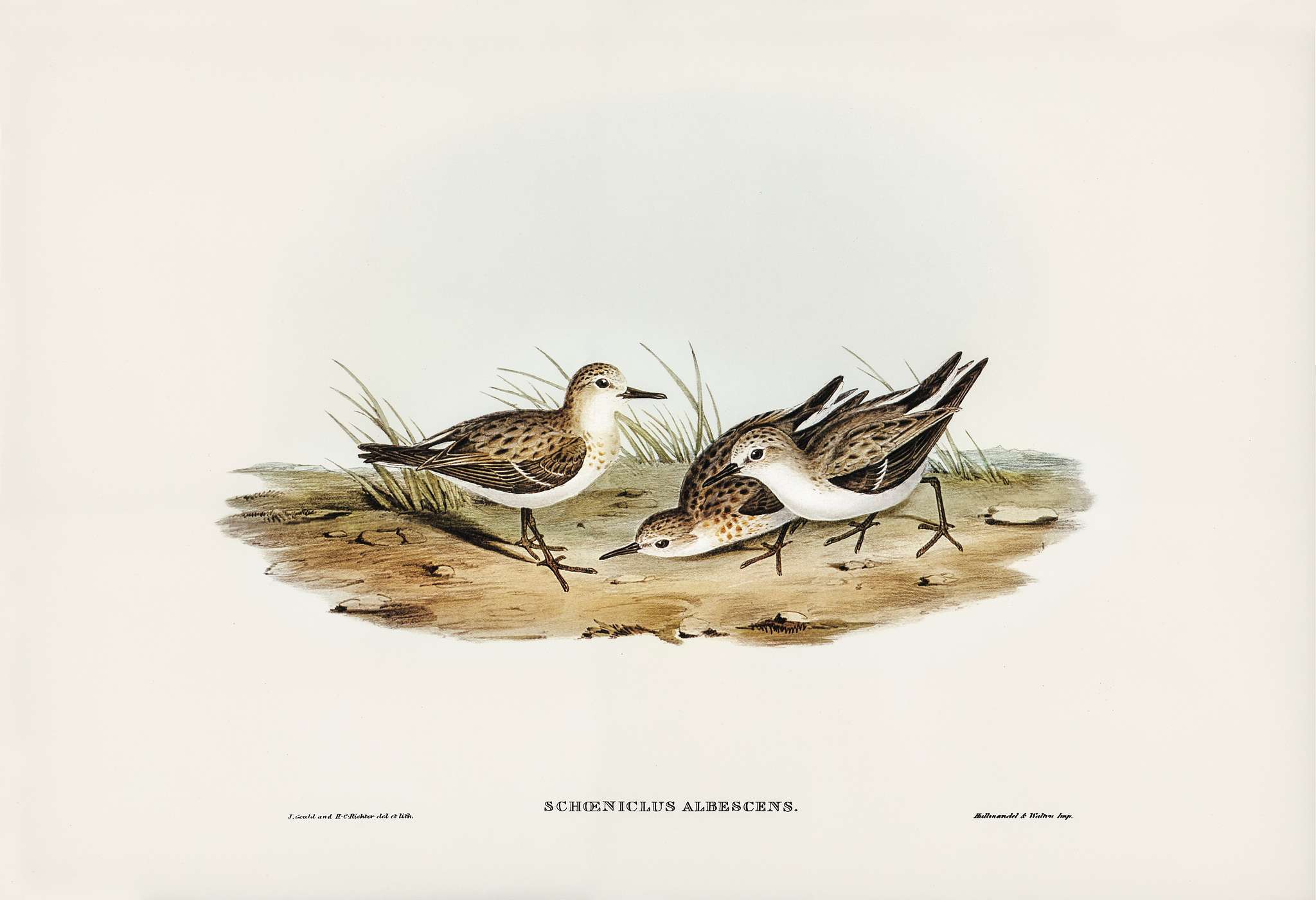 Little Sandpiper (Schoeniclus Aalbescens) illustrated by Elizabeth Gould (1804–1841) for John Gould’s (1804-1881... Little Sandpiper (Schoeniclus Aalbescens) illustrated by Elizabeth Gould (1804–1841) for John Gould’s (1804-1881...