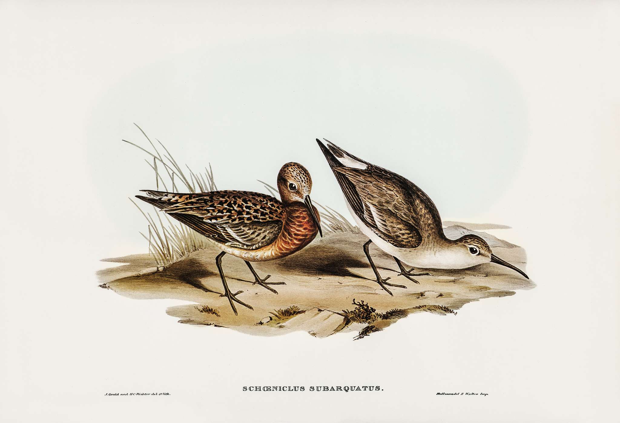 Curlew Sandpiper (Schoeniclus subarquatus) illustrated by Elizabeth Gould (1804–1841) for John Gould’s (1804-... Curlew Sandpiper (Schoeniclus subarquatus) illustrated by Elizabeth Gould (1804–1841) for John Gould’s (1804-...