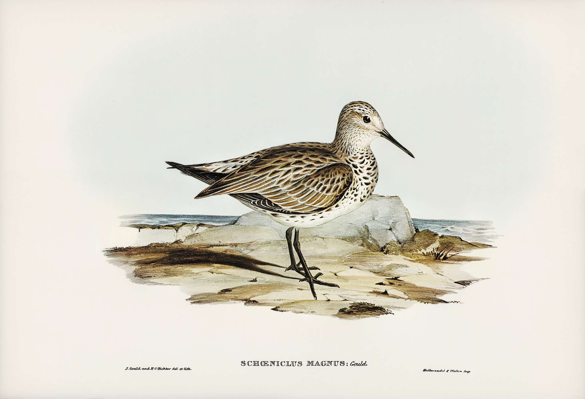 Great Sandpiper (Schoeniclus magnus) illustrated by Elizabeth Gould (1804–1841) for John Gould’s (1804-1881)... Great Sandpiper (Schoeniclus magnus) illustrated by Elizabeth Gould (1804–1841) for John Gould’s (1804-1881)...