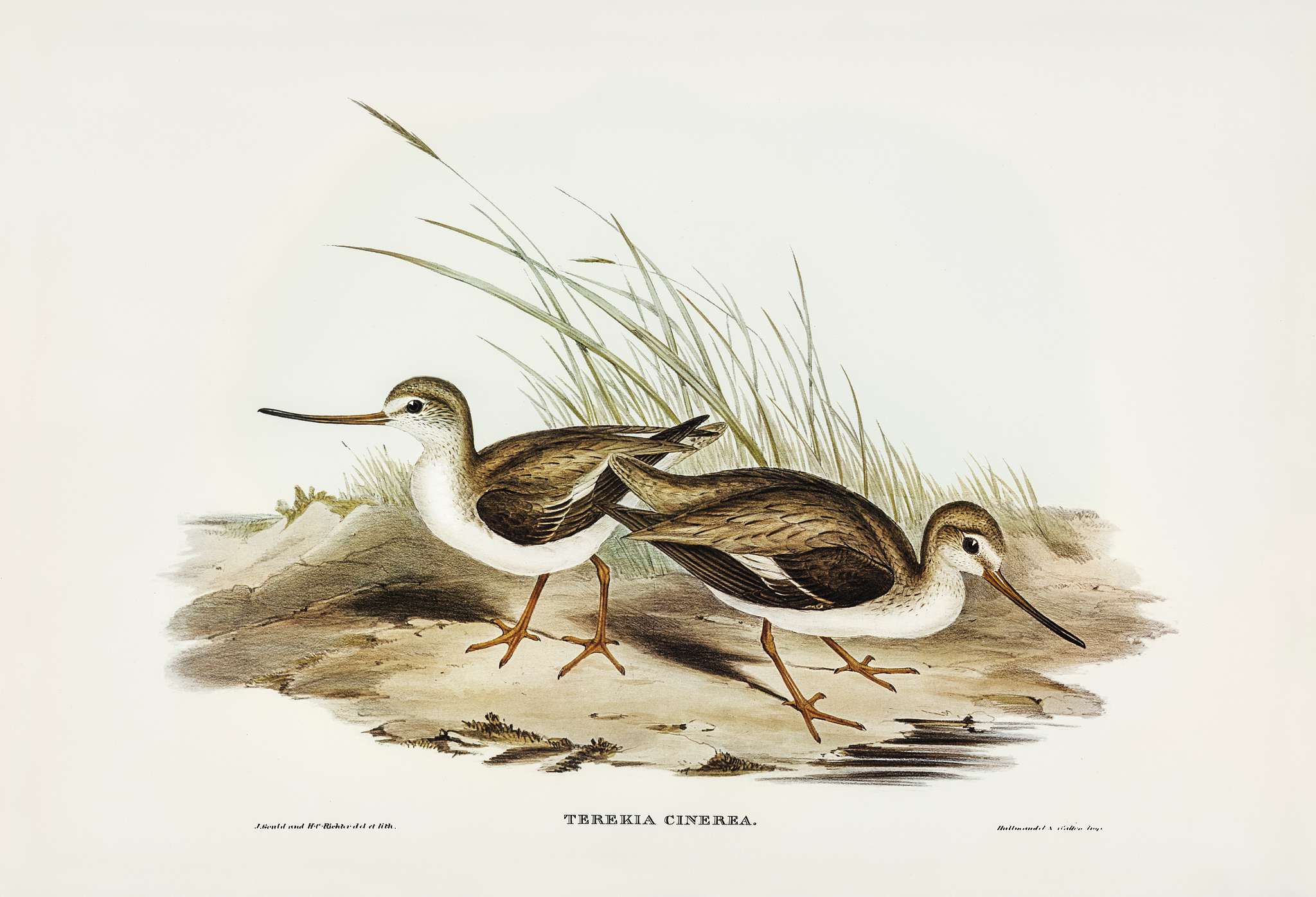 Terek Godwit (Terekia cinerea) illustrated by Elizabeth Gould (1804–1841) for John Gould’s (1804-1881) Birds of... Terek Godwit (Terekia cinerea) illustrated by Elizabeth Gould (1804–1841) for John Gould’s (1804-1881) Birds of...