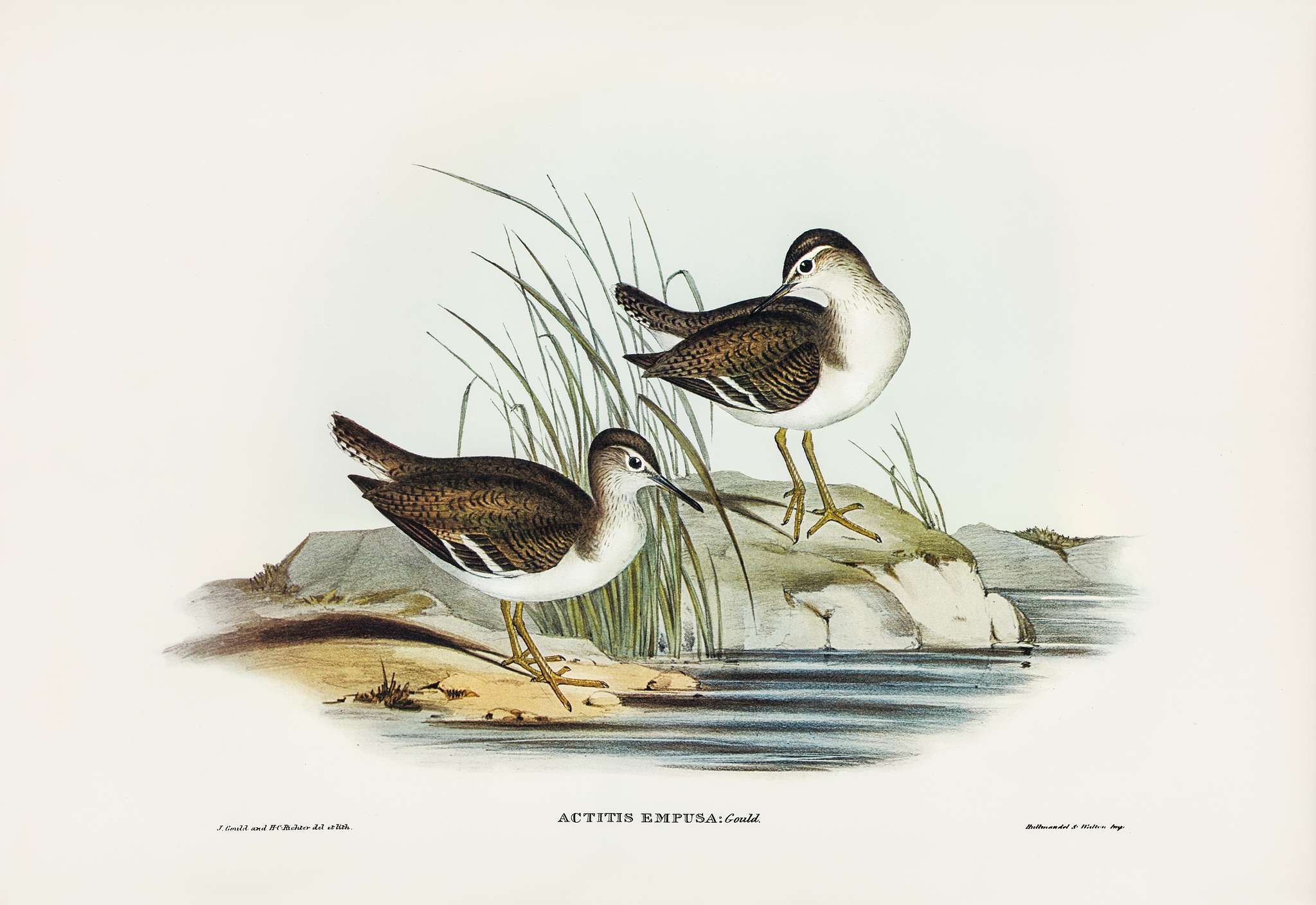 Fairy Sandpiper (Actitis empusa) illustrated by Elizabeth Gould (1804–1841) for John Gould’s (1804-1881) Birds... Fairy Sandpiper (Actitis empusa) illustrated by Elizabeth Gould (1804–1841) for John Gould’s (1804-1881) Birds...