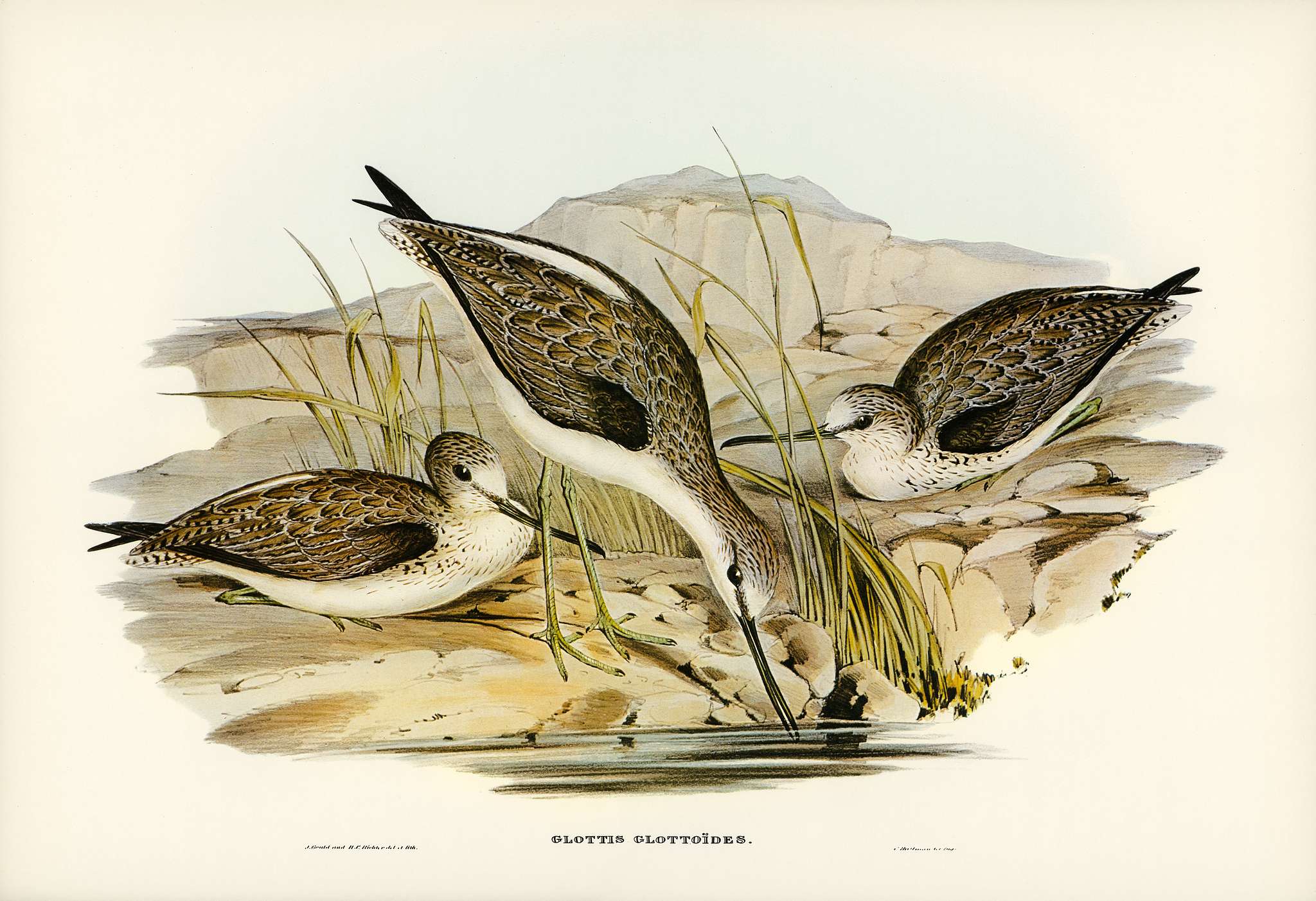 Australian Greenshank (Glottis Glottoides) illustrated by Elizabeth Gould (1804–1841) for John Gould’s (1804-... Australian Greenshank (Glottis Glottoides) illustrated by Elizabeth Gould (1804–1841) for John Gould’s (1804-...