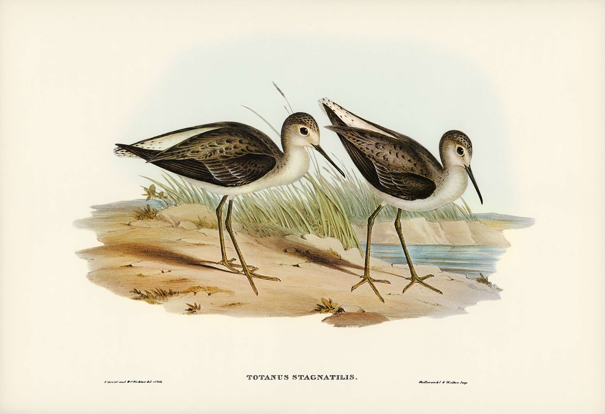 Marsh Sandpiper (Totanus stagnatilis) illustrated by Elizabeth Gould (1804–1841) for John Gould’s (1804-1881)... Marsh Sandpiper (Totanus stagnatilis) illustrated by Elizabeth Gould (1804–1841) for John Gould’s (1804-1881)...