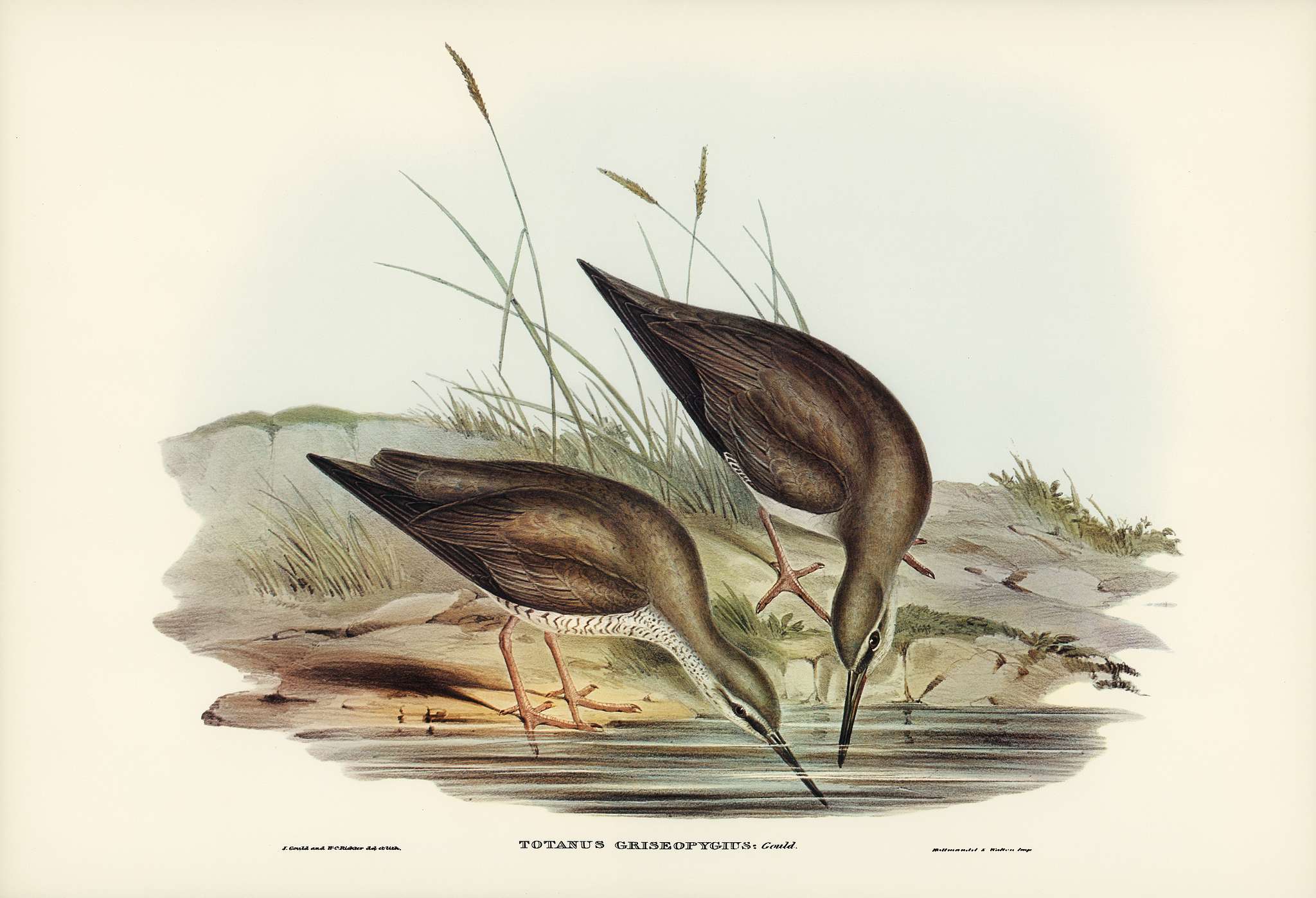 Grey-rumped Sandpaper (Totanus griseopygius) illustrated by Elizabeth Gould (1804–1841) for John Gould’s (1804-... Grey-rumped Sandpaper (Totanus griseopygius) illustrated by Elizabeth Gould (1804–1841) for John Gould’s (1804-...