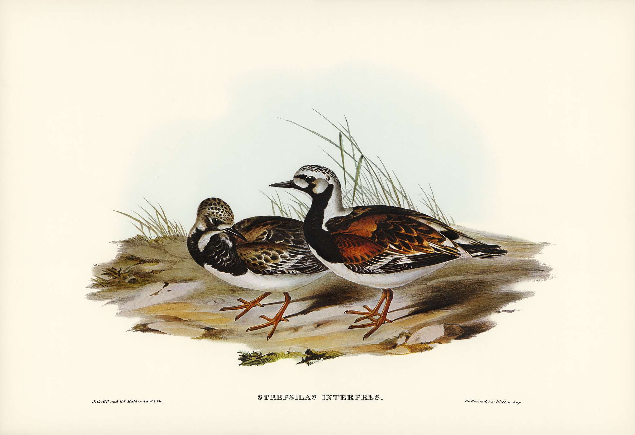 Turnstone (Strepsilas Interpres) illustrated by Elizabeth Gould (1804–1841) for John Gould’s (1804-1881) Birds... Turnstone (Strepsilas Interpres) illustrated by Elizabeth Gould (1804–1841) for John Gould’s (1804-1881) Birds...