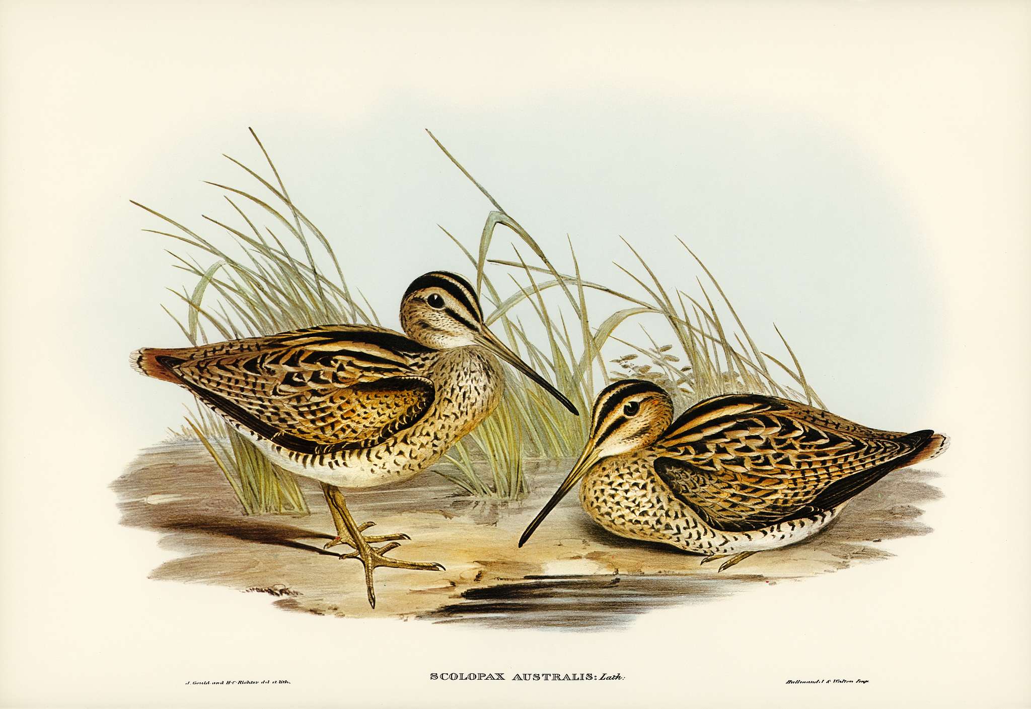New Holland Snipe (Scolopax Australis) illustrated by Elizabeth Gould (1804–1841) for John Gould’s (1804-1881)... New Holland Snipe (Scolopax Australis) illustrated by Elizabeth Gould (1804–1841) for John Gould’s (1804-1881)...