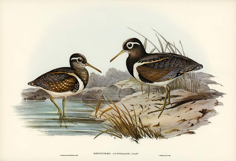 Australian Rhynchaea (Rhynchaea Australis) illustrated by Elizabeth Gould (1804–1841) for John Gould’s (1804…
