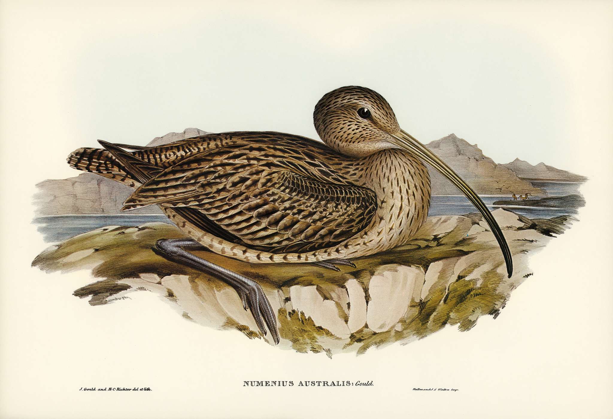 Australian Curlew (Numenius Australis) illustrated by Elizabeth Gould (1804–1841) for John Gould’s (1804-1881)... Australian Curlew (Numenius Australis) illustrated by Elizabeth Gould (1804–1841) for John Gould’s (1804-1881)...
