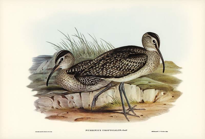 Australian Whimbrel (Numenius uropygialis) illustrated by Elizabeth Gould (1804–1841) for John Gould’s (1804…