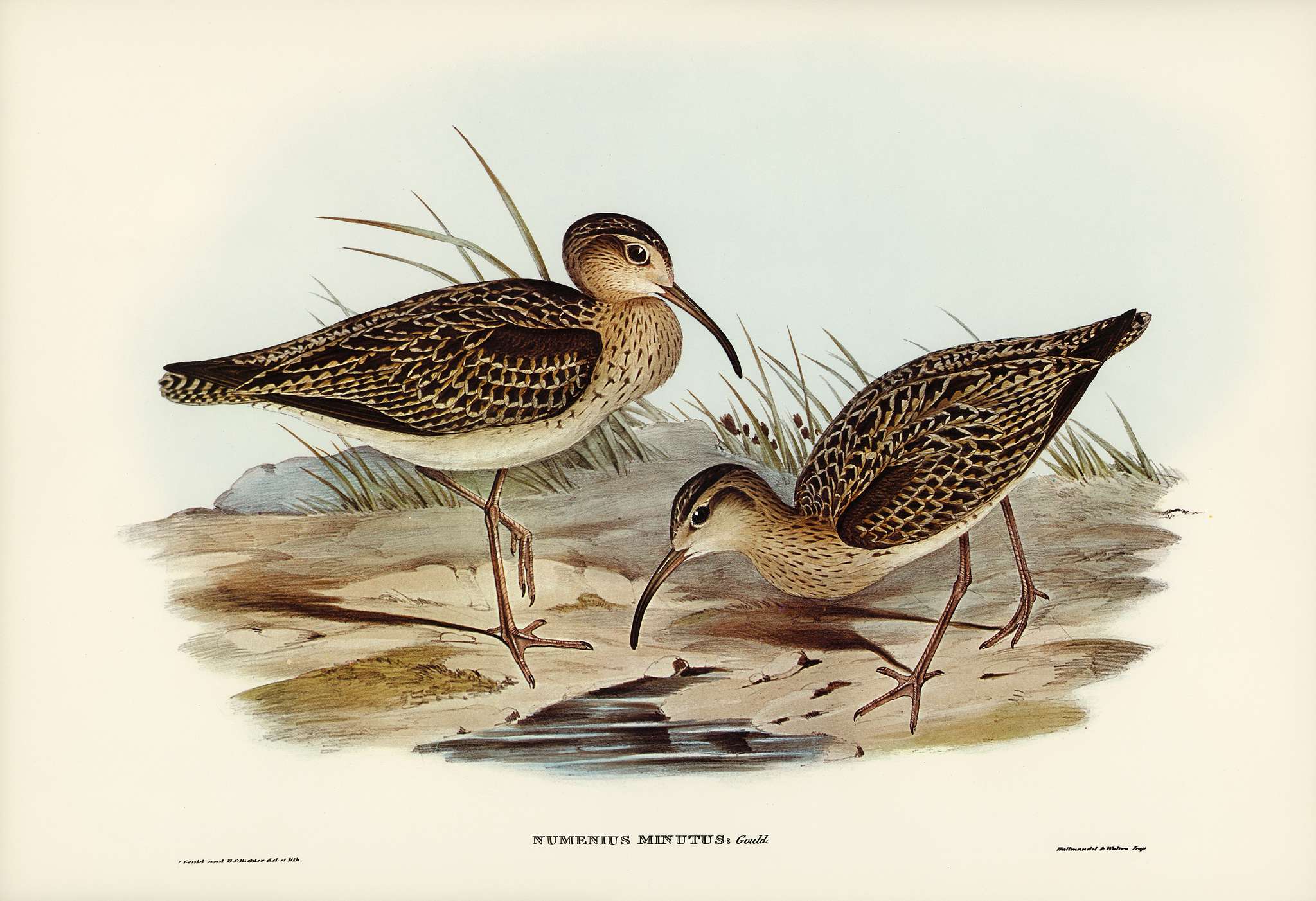Little Whimbrel (Numenius minutus) illustrated by Elizabeth Gould (1804–1841) for John Gould’s (1804-1881) Birds... Little Whimbrel (Numenius minutus) illustrated by Elizabeth Gould (1804–1841) for John Gould’s (1804-1881) Birds...
