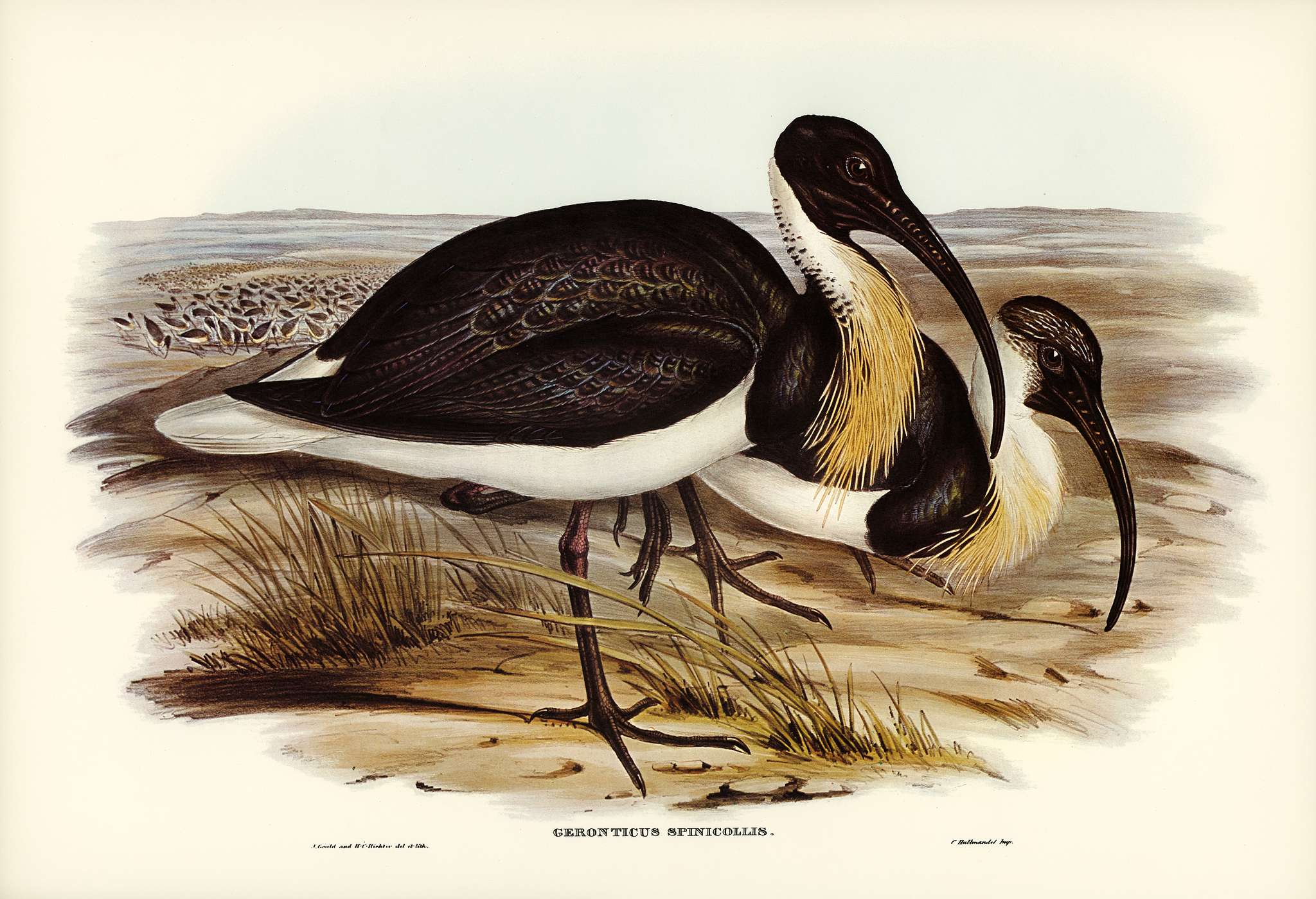 Straw-necked Ibis (Geronticus spinicollis) illustrated by Elizabeth Gould (1804–1841) for John Gould’s (1804-... Straw-necked Ibis (Geronticus spinicollis) illustrated by Elizabeth Gould (1804–1841) for John Gould’s (1804-...