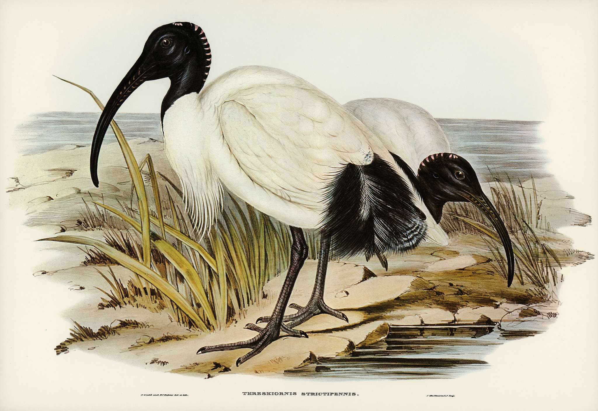 White Ibis (Threskiornis strictipennis) illustrated by Elizabeth Gould (1804–1841) for John Gould’s (1804-1881)... White Ibis (Threskiornis strictipennis) illustrated by Elizabeth Gould (1804–1841) for John Gould’s (1804-1881)...