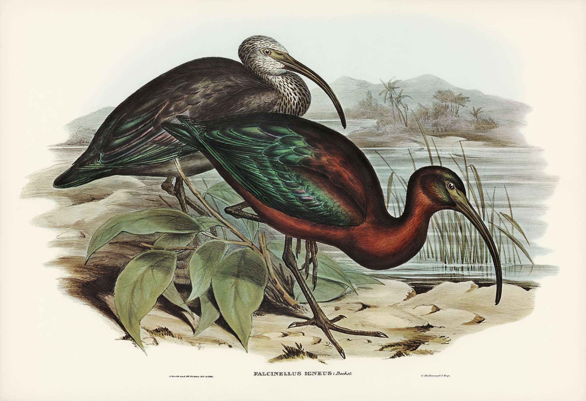 Glossy Ibis (Falcinellus igneus) illustrated by Elizabeth Gould (1804–1841) for John Gould’s (1804-1881) Birds... Glossy Ibis (Falcinellus igneus) illustrated by Elizabeth Gould (1804–1841) for John Gould’s (1804-1881) Birds...