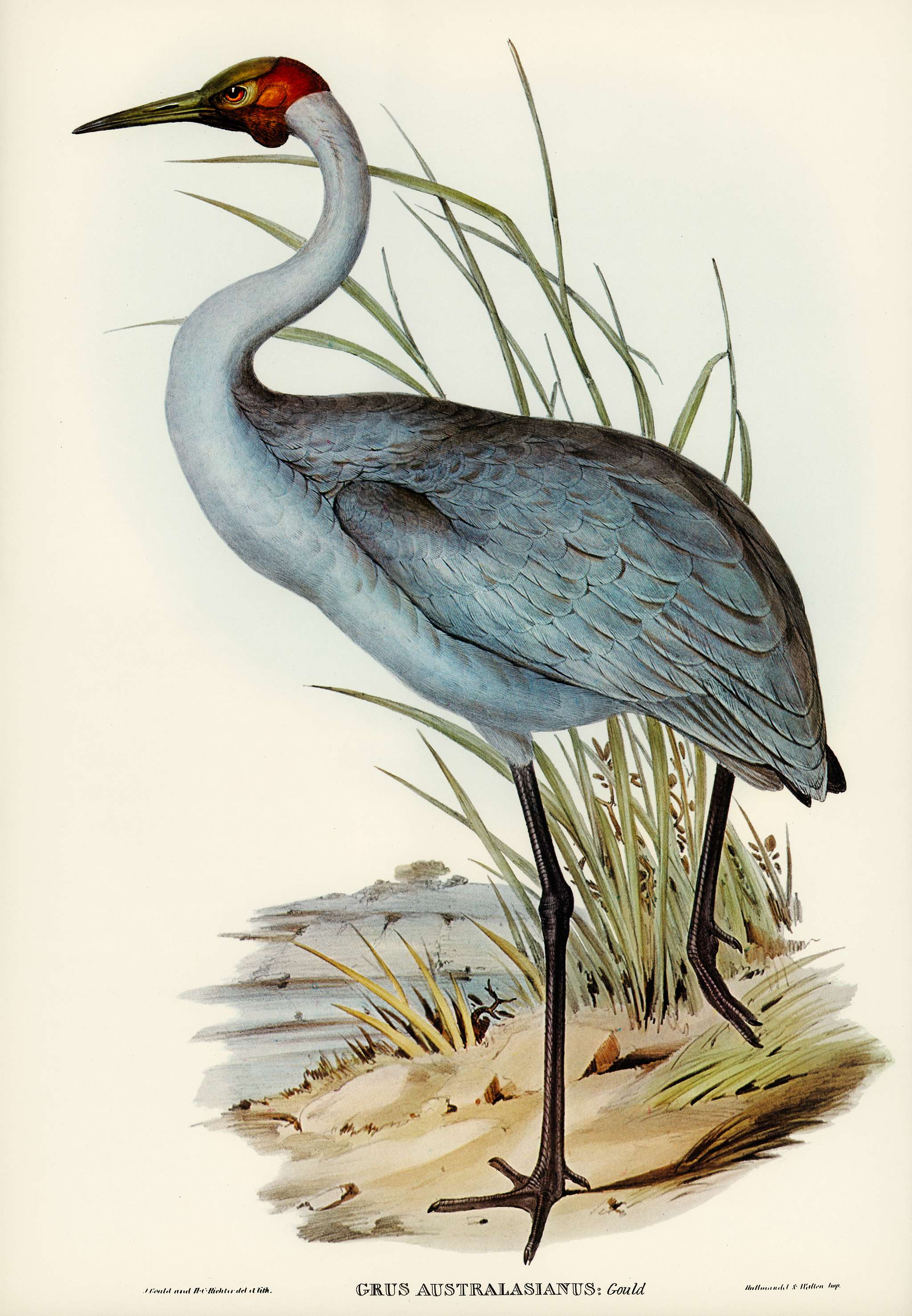 Australian Crane (Grus Australasianus) illustrated by Elizabeth Gould (1804–1841) for John Gould’s (1804-1881)... Australian Crane (Grus Australasianus) illustrated by Elizabeth Gould (1804–1841) for John Gould’s (1804-1881)...