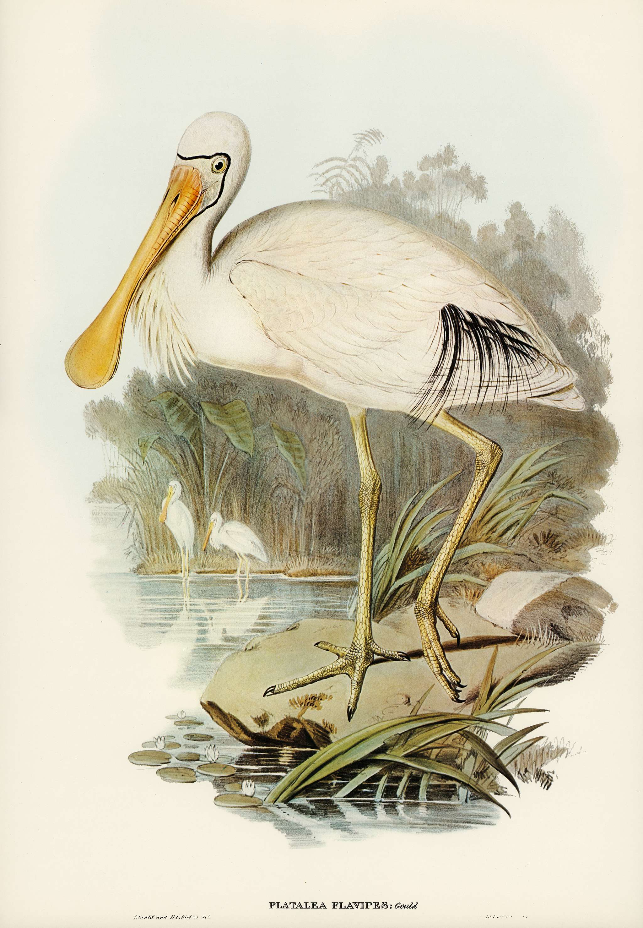 Yellow-legged Spoonbill (Platalea flavipes) illustrated by Elizabeth Gould (1804–1841) for John Gould’s (1804-... Yellow-legged Spoonbill (Platalea flavipes) illustrated by Elizabeth Gould (1804–1841) for John Gould’s (1804-...