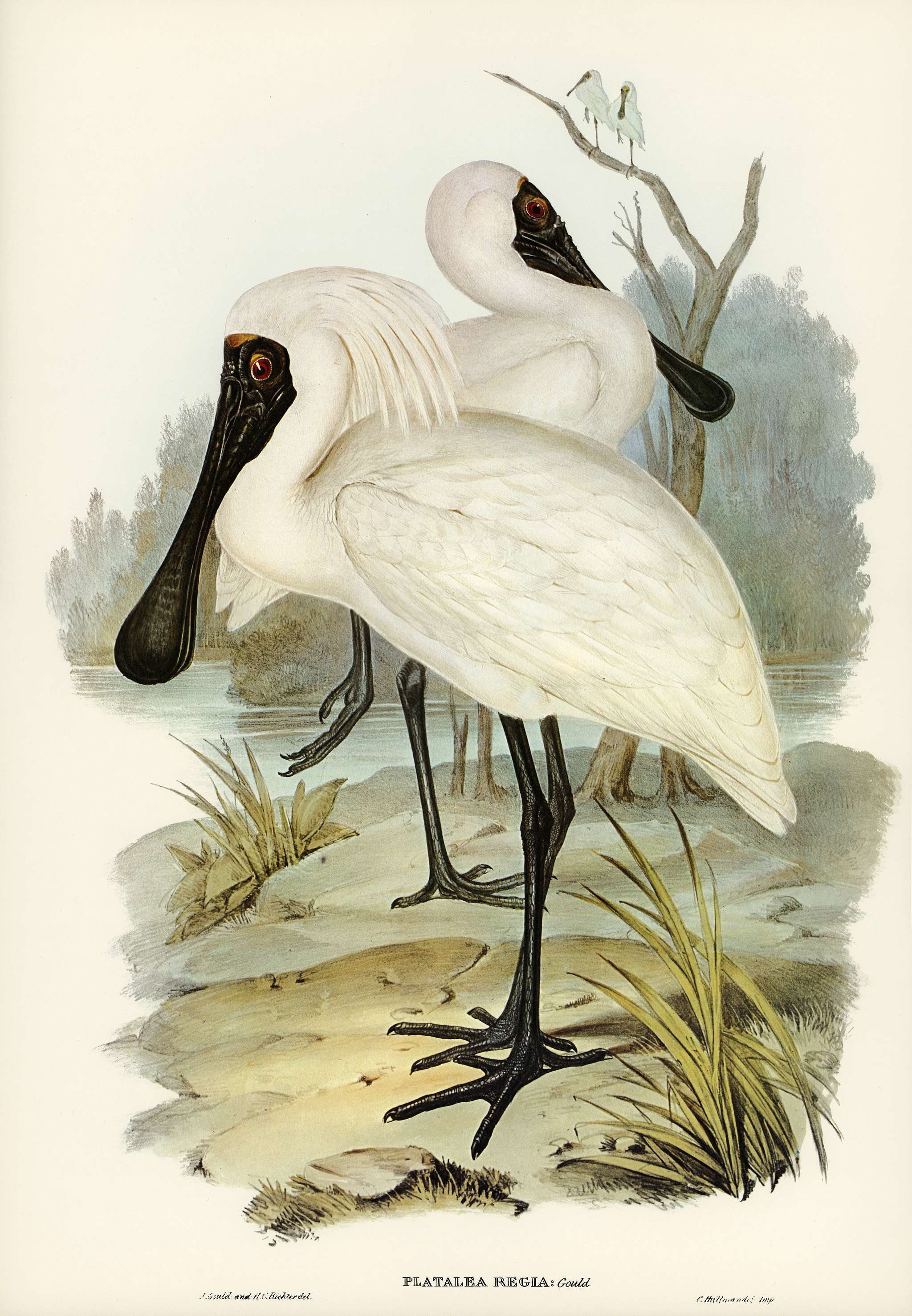 Royal spoonbill (platalea regia) illustrated by Elizabeth Gould (1804–1841) for John Gould’s (1804-1881) Birds... Royal spoonbill (platalea regia) illustrated by Elizabeth Gould (1804–1841) for John Gould’s (1804-1881) Birds...