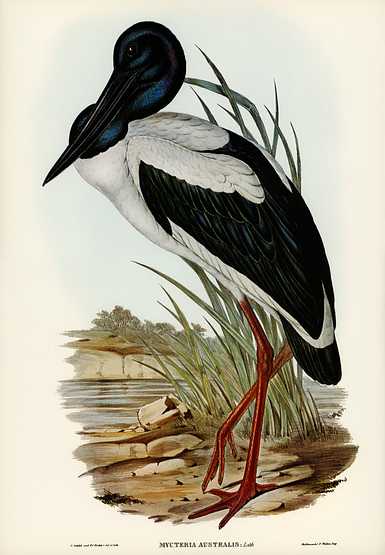 Australian Mycteria (Mycteria Australis) illustrated by Elizabeth Gould (1804–1841) for John Gould’s (1804-1881) Birds of Australia (1972 Edition, 8 volumes). Digitally enhanced from our own facsimile book (1972 Edition, 8 volumes). Australian Mycteria (Mycteria Australis) illustrated by Elizabeth Gould (1804–1841) for John Gould’s (1804-1881)…