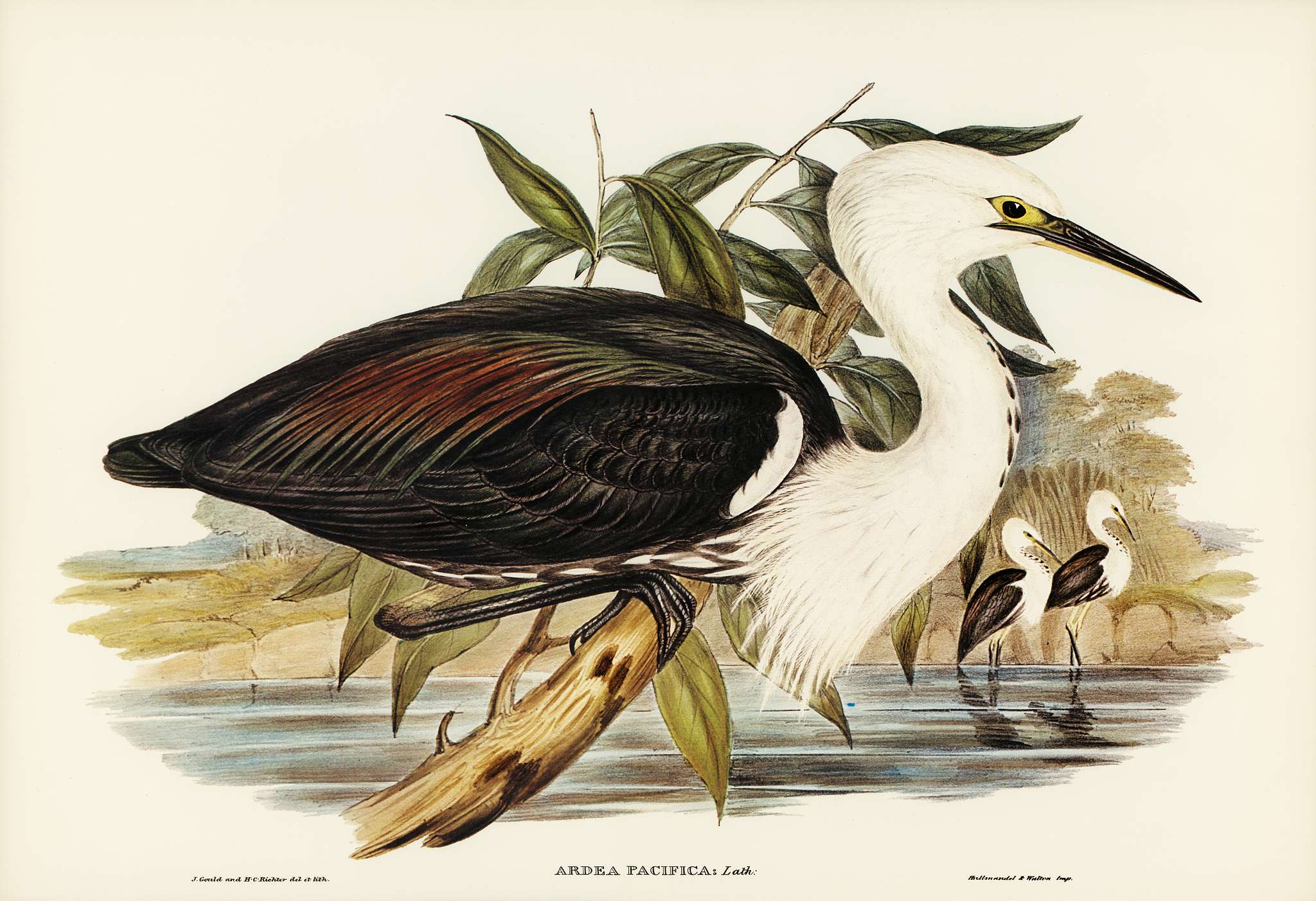 Pacific Heron (Ardea pacifica) illustrated by Elizabeth Gould (1804–1841) for John Gould’s (1804-1881) Birds of... Pacific Heron (Ardea pacifica) illustrated by Elizabeth Gould (1804–1841) for John Gould’s (1804-1881) Birds of...