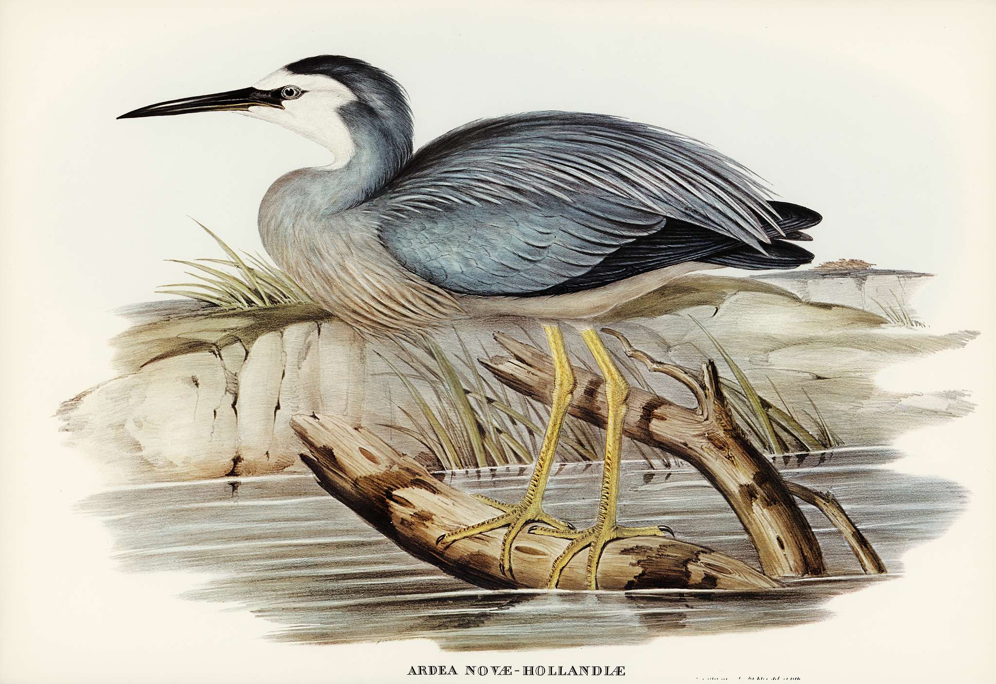 White-fronted Heron (Ardea Novae-Hollandiae) illustrated by Elizabeth Gould (1804–1841) for John Gould’s (1804-... White-fronted Heron (Ardea Novae-Hollandiae) illustrated by Elizabeth Gould (1804–1841) for John Gould’s (1804-...