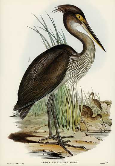 Great-billed Heron (Ardea rectirostris) illustrated by Elizabeth Gould (1804–1841) for John Gould’s (1804-1881) Birds of Australia (1972 Edition, 8 volumes). Digitally enhanced from our own facsimile book (1972 Edition, 8 volumes). Great-billed Heron (Ardea rectirostris) illustrated by Elizabeth Gould (1804–1841) for John Gould’s (1804-1881)…