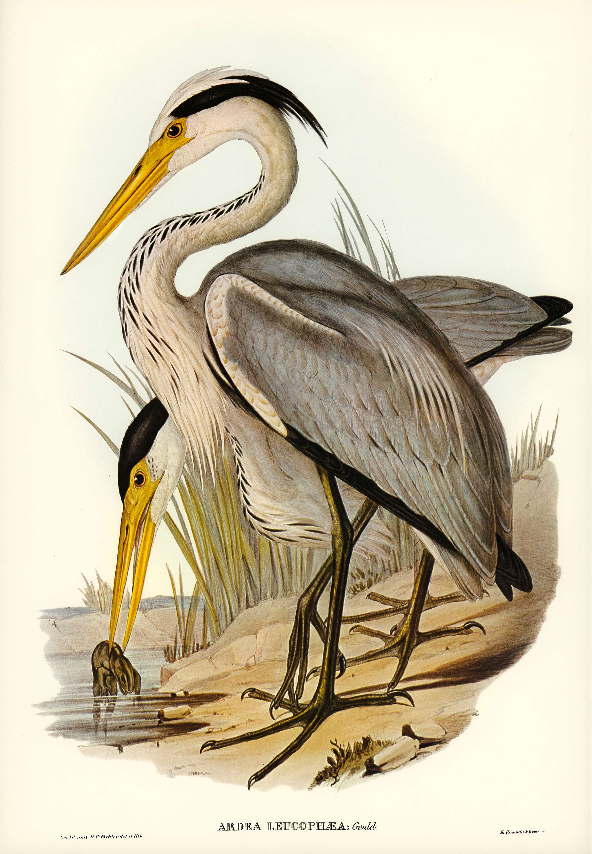 Great Grey Heron (Ardea leucophaea) illustrated by Elizabeth Gould (1804–1841) for John Gould’s (1804-1881)... Great Grey Heron (Ardea leucophaea) illustrated by Elizabeth Gould (1804–1841) for John Gould’s (1804-1881)...