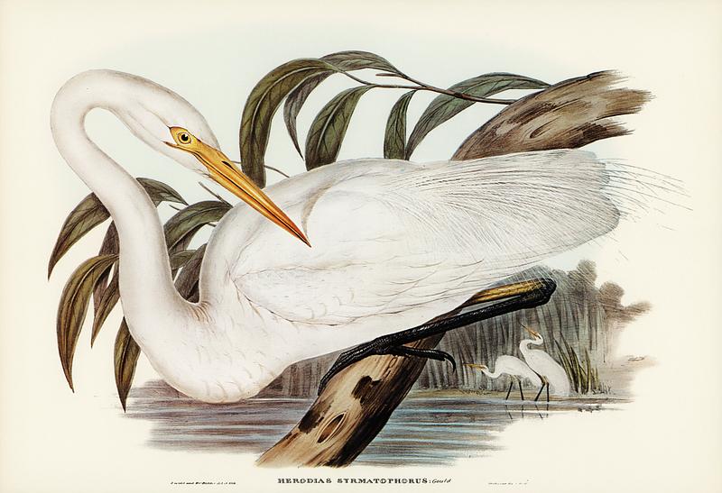 Australian Egret (Hrodias syrmatophorus) illustrated by Elizabeth Gould (1804–1841) for John Gould’s (1804-1881) Birds of Australia (1972 Edition, 8 volumes). Digitally enhanced from our own facsimile book (1972 Edition, 8 volumes). Australian Egret (Hrodias syrmatophorus) illustrated by Elizabeth Gould (1804–1841) for John Gould’s (1804-1881)…