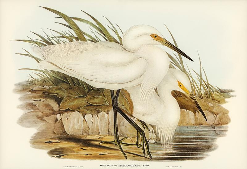 Spotless Egret (Herodias immaculata) illustrated by Elizabeth Gould (1804–1841) for John Gould’s (1804-1881) Birds of Australia (1972 Edition, 8 volumes). Digitally enhanced from our own facsimile book (1972 Edition, 8 volumes). Spotless Egret (Herodias immaculata) illustrated by Elizabeth Gould (1804–1841) for John Gould’s (1804-1881)…