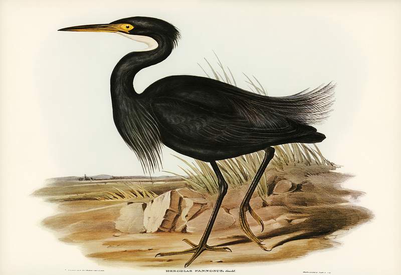 Sombre Egret (Herodias pannosus) illustrated by Elizabeth Gould (1804–1841) for John Gould’s (1804-1881) Birds of…