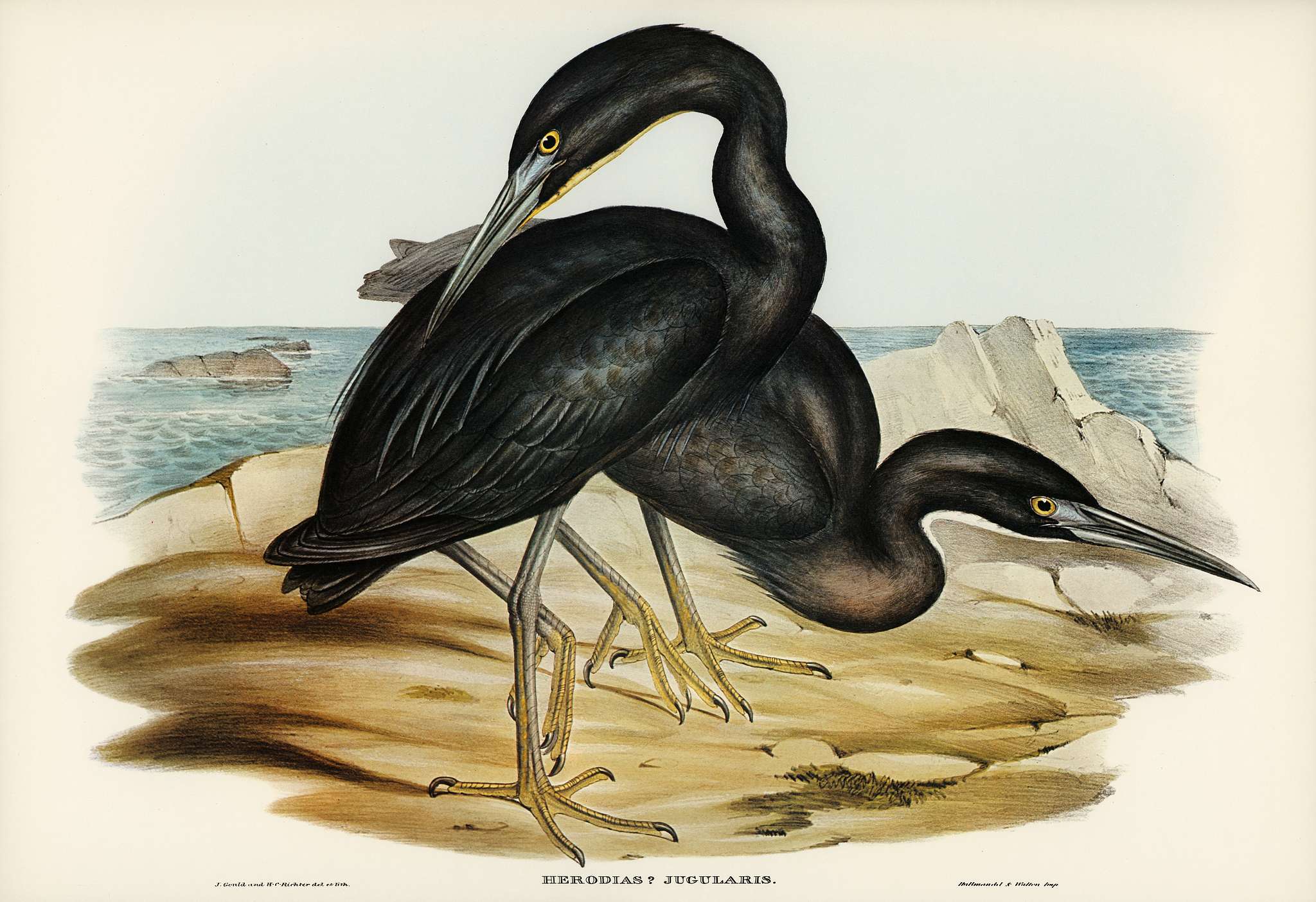 Blue Reef Heron (Herodias jugularis) illustrated by Elizabeth Gould (1804–1841) for John Gould’s (1804-1881)... Blue Reef Heron (Herodias jugularis) illustrated by Elizabeth Gould (1804–1841) for John Gould’s (1804-1881)...