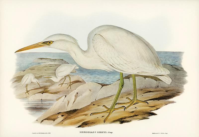 White Reef Heron (Herodias Greyi) illustrated by Elizabeth Gould (1804–1841) for John Gould’s (1804-1881) Birds of Australia (1972 Edition, 8 volumes). Digitally enhanced from our own facsimile book (1972 Edition, 8 volumes). White Reef Heron (Herodias Greyi) illustrated by Elizabeth Gould (1804–1841) for John Gould’s (1804-1881) Birds…