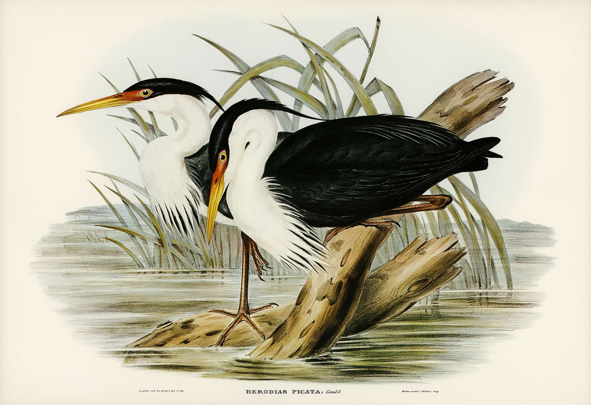 Pied Egret (Herodias picata) illustrated by Elizabeth Gould (1804–1841) for John Gould’s (1804-1881) Birds of... Pied Egret (Herodias picata) illustrated by Elizabeth Gould (1804–1841) for John Gould’s (1804-1881) Birds of...