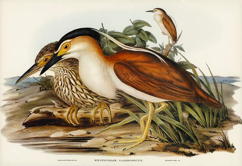Nankeen Night Heron (Nycticorax Caledonicus) illustrated by Elizabeth Gould (1804–1841) for John Gould’s (1804…