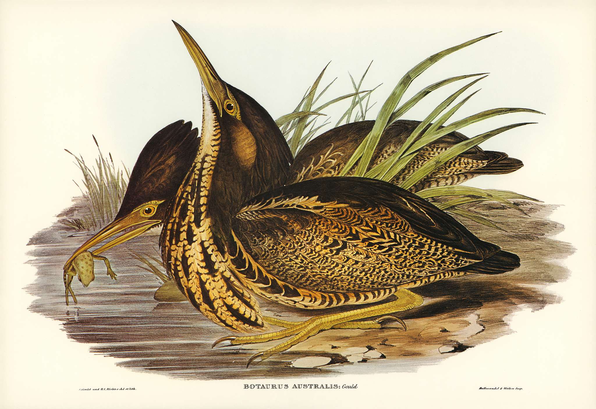 Australian Bittern (Botaurus Australis) illustrated by Elizabeth Gould (1804–1841) for John Gould’s (1804-1881)... Australian Bittern (Botaurus Australis) illustrated by Elizabeth Gould (1804–1841) for John Gould’s (1804-1881)...
