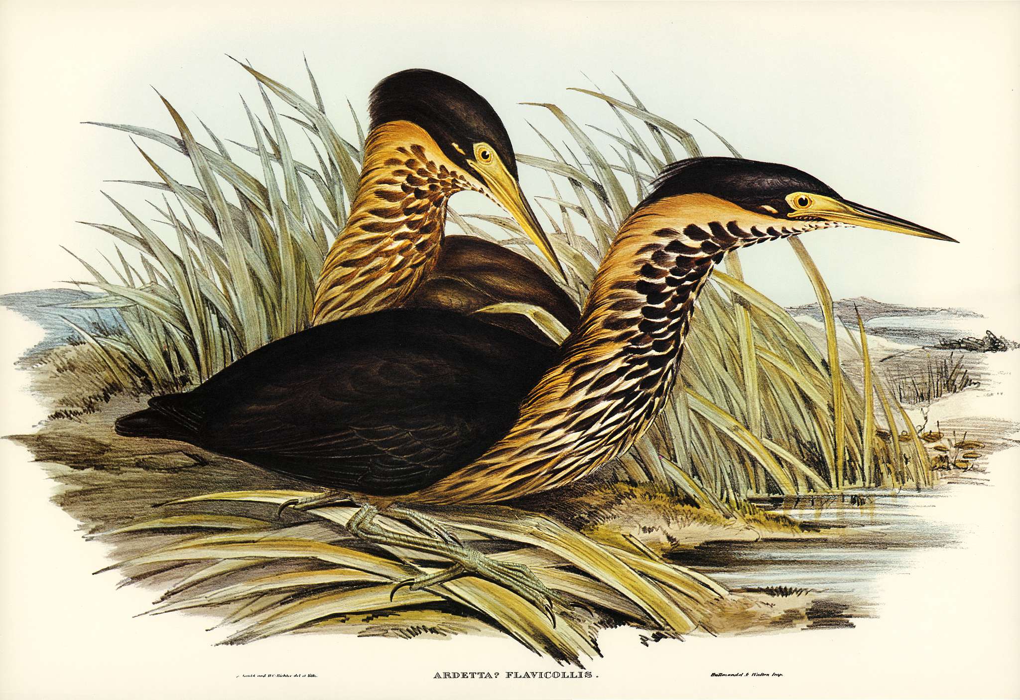 Yellow-necked Bittern (Ardetta flavicollis) illustrated by Elizabeth Gould (1804–1841) for John Gould’s (1804-... Yellow-necked Bittern (Ardetta flavicollis) illustrated by Elizabeth Gould (1804–1841) for John Gould’s (1804-...