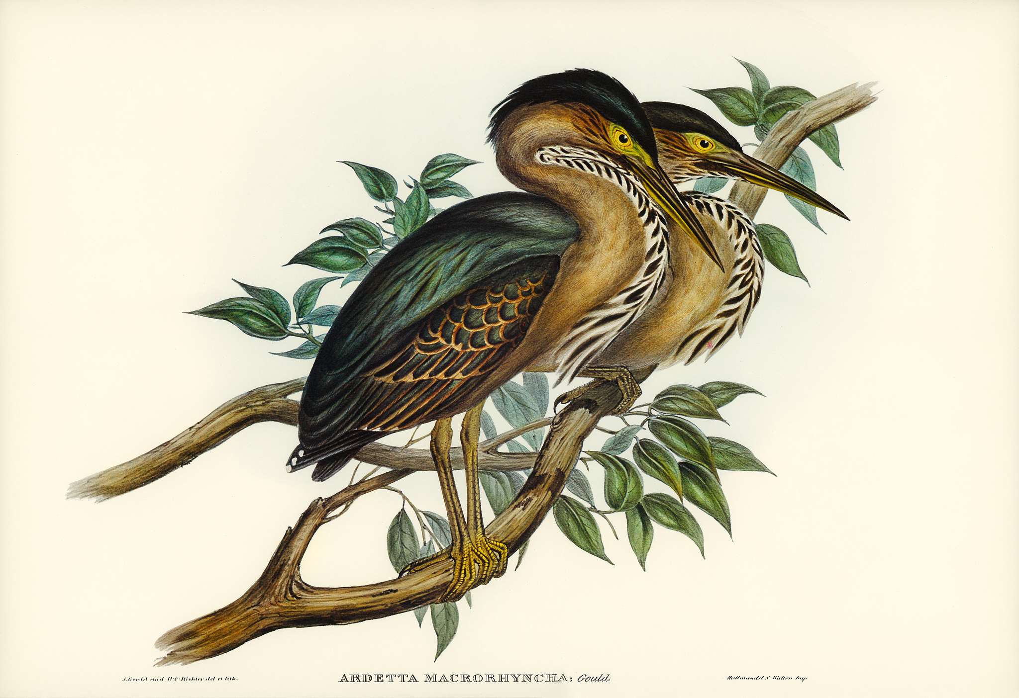 Thick-billed Green Bittern (Ardetta macrorhyncha) illustrated by Elizabeth Gould (1804–1841) for John Gould’s (... Thick-billed Green Bittern (Ardetta macrorhyncha) illustrated by Elizabeth Gould (1804–1841) for John Gould’s (...