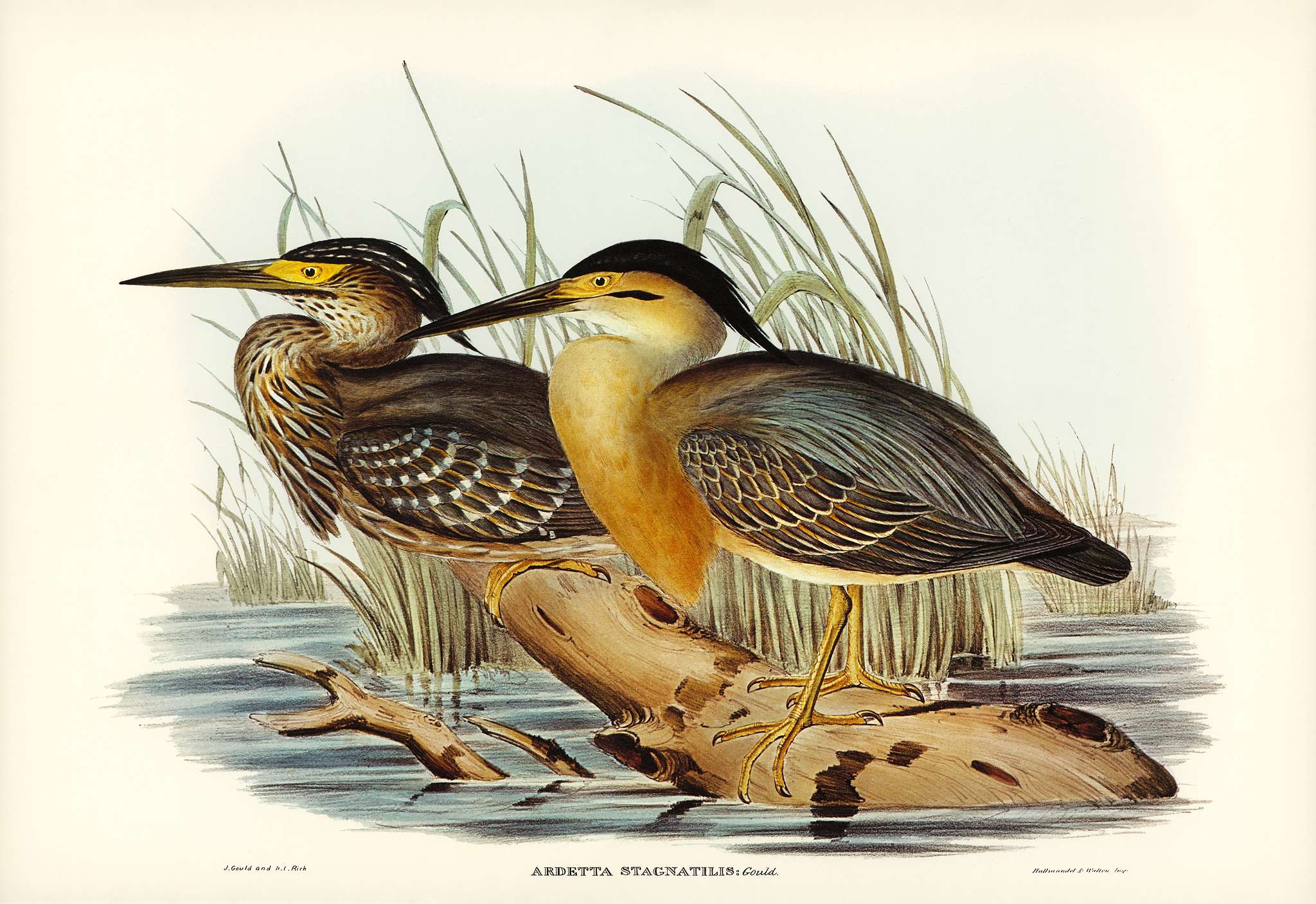 Little Grey Bittern (Ardetta stagnatilis) illustrated by Elizabeth Gould (1804–1841) for John Gould’s (1804-1881... Little Grey Bittern (Ardetta stagnatilis) illustrated by Elizabeth Gould (1804–1841) for John Gould’s (1804-1881...
