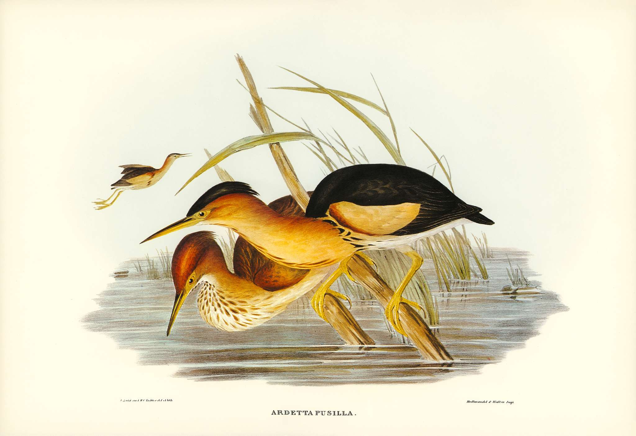 Minute Bittern (Ardetta pusilla) illustrated by Elizabeth Gould (1804–1841) for John Gould’s (1804-1881) Birds... Minute Bittern (Ardetta pusilla) illustrated by Elizabeth Gould (1804–1841) for John Gould’s (1804-1881) Birds...