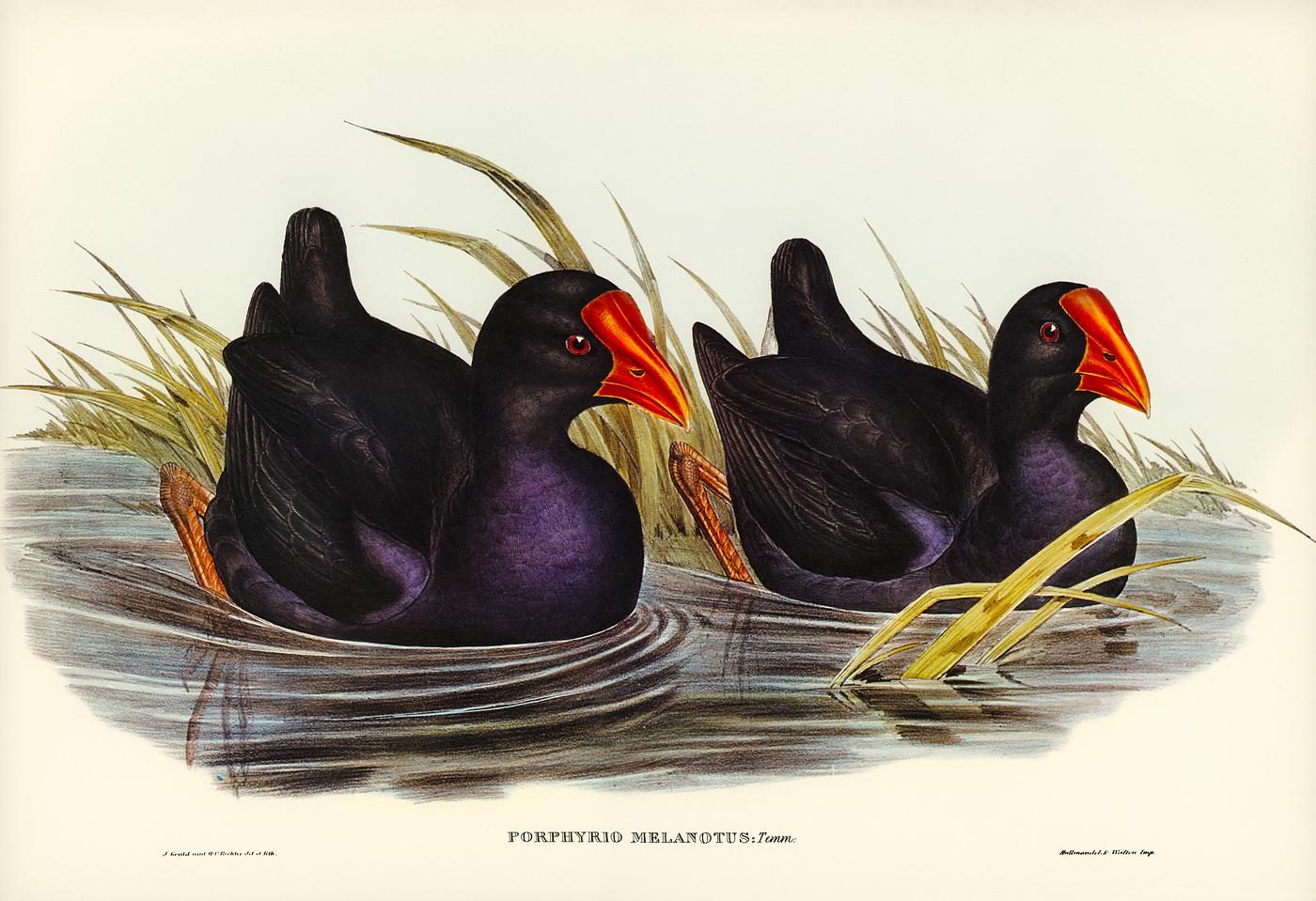 Black-backed Porphyrio (Porphyrio melanotus) illustrated by Elizabeth Gould (1804–1841) for John Gould’s (1804-... Black-backed Porphyrio (Porphyrio melanotus) illustrated by Elizabeth Gould (1804–1841) for John Gould’s (1804-...